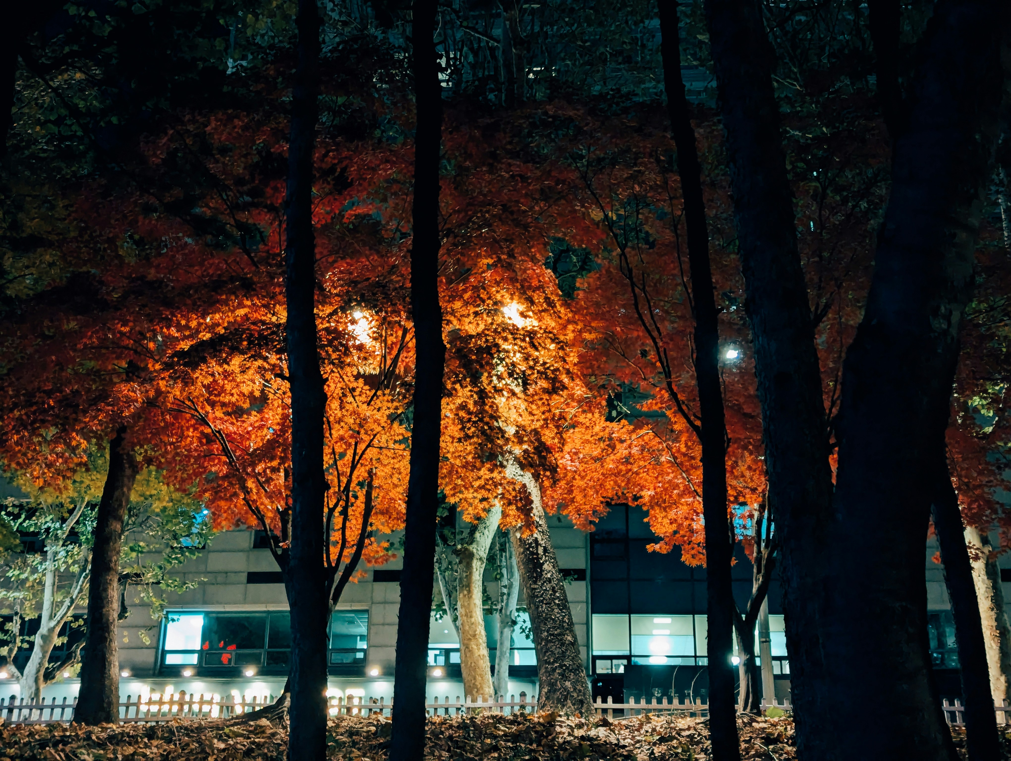 Rural Japan Night Art Illuminated Landscape