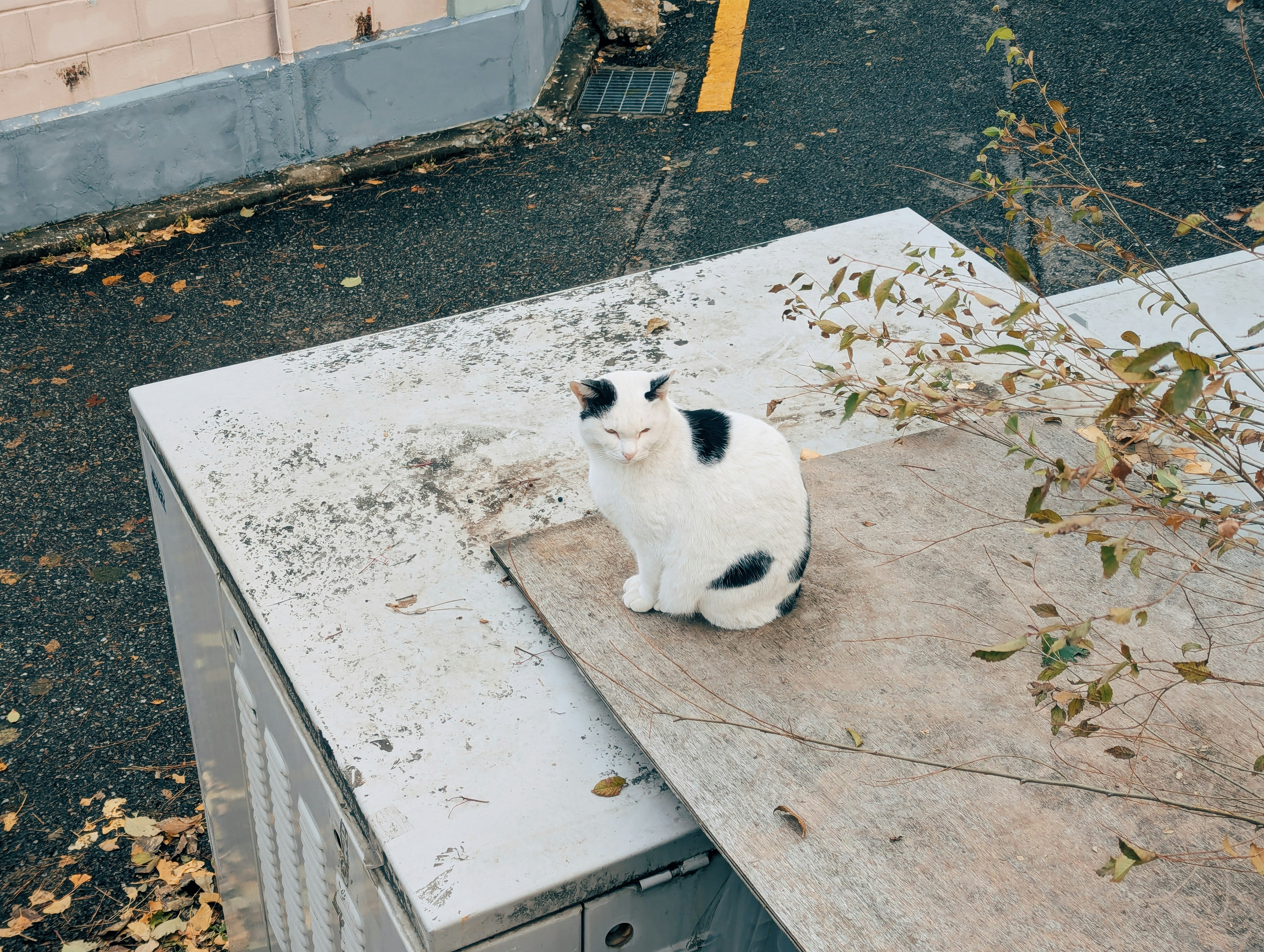 A black and white cat sitting on top of a metal box