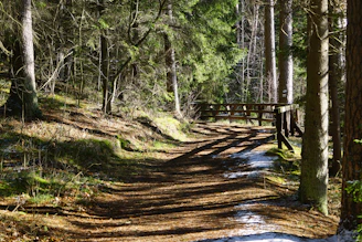 A dirt road in the middle of a forest