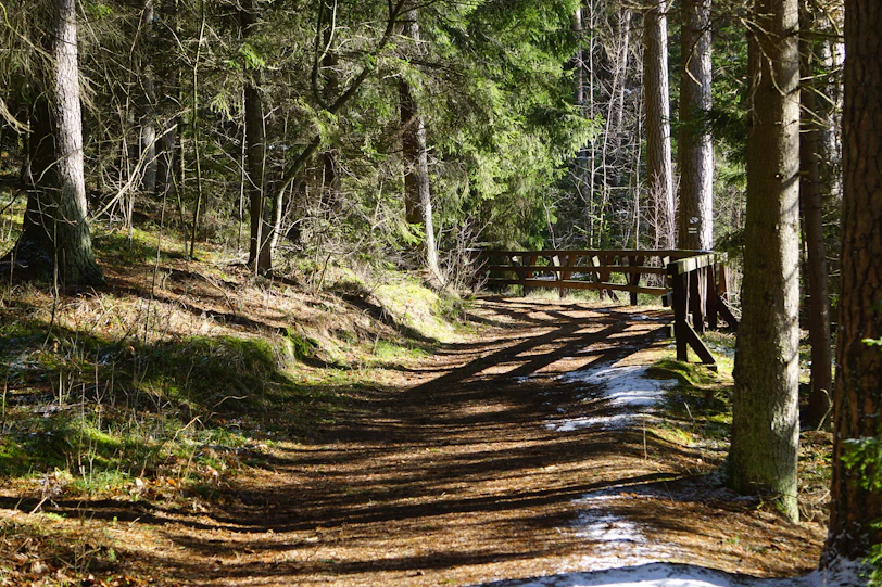 A dirt road in the middle of a forest