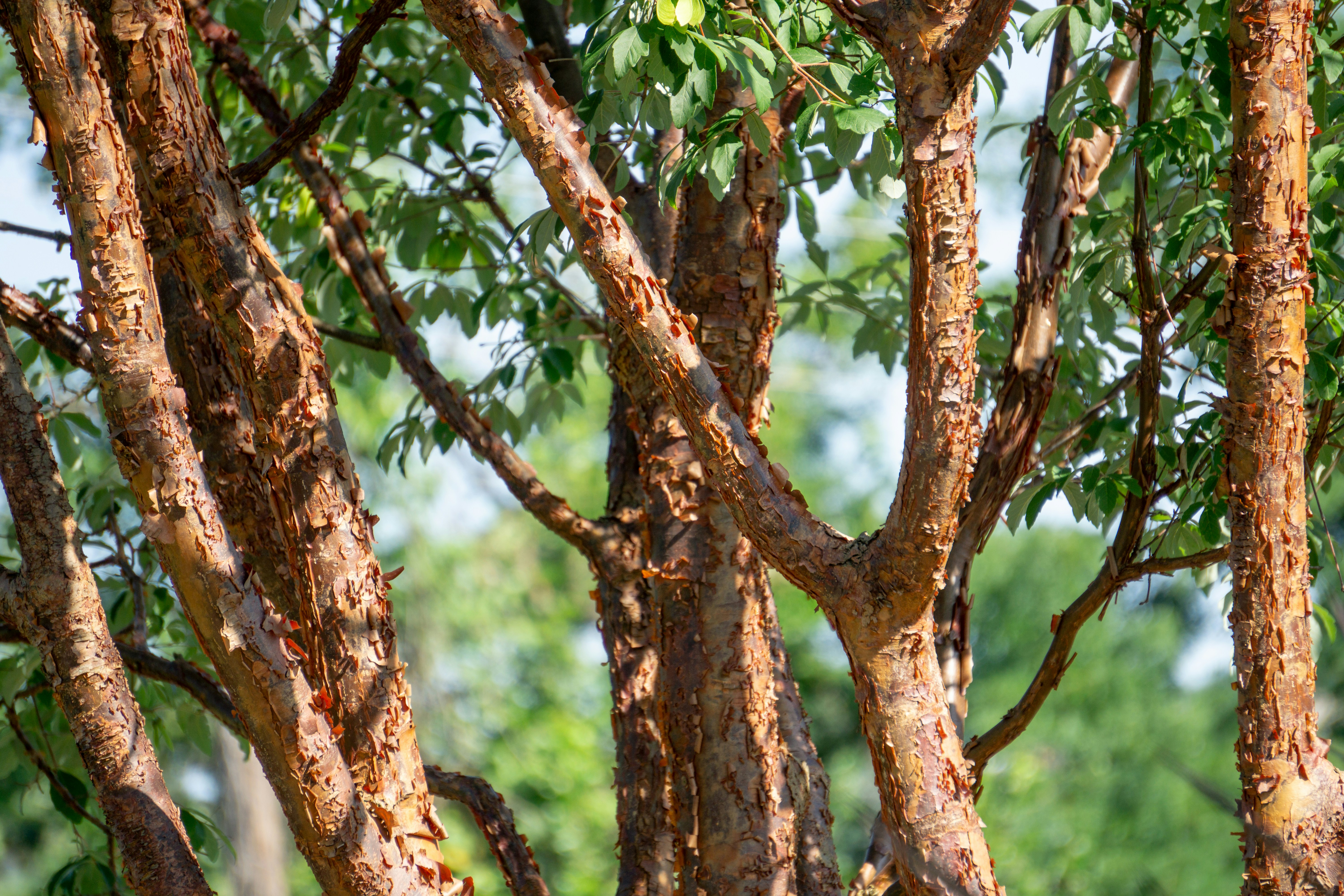 Photo by aravindreddytarugu