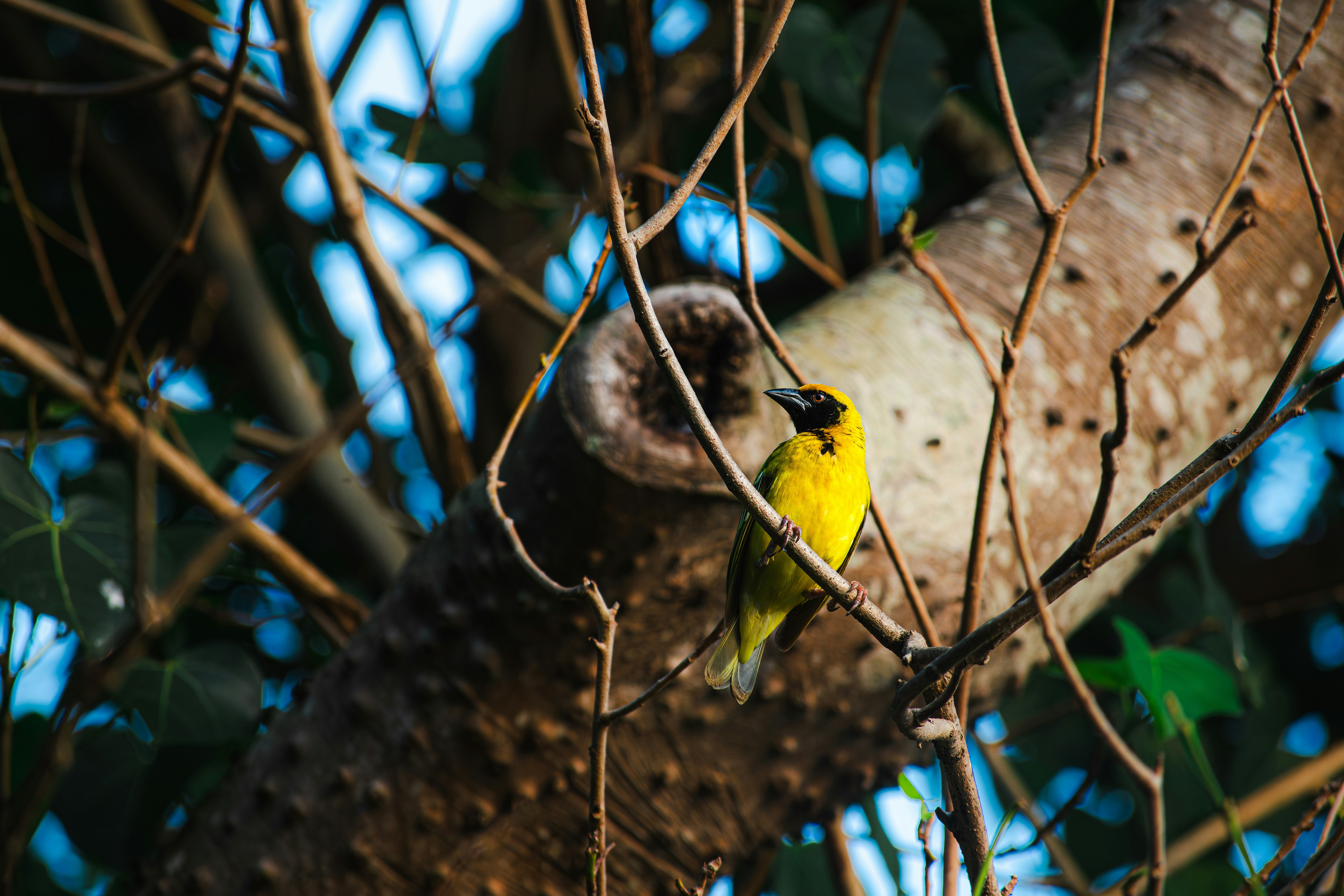 Photo by soaringsourabh