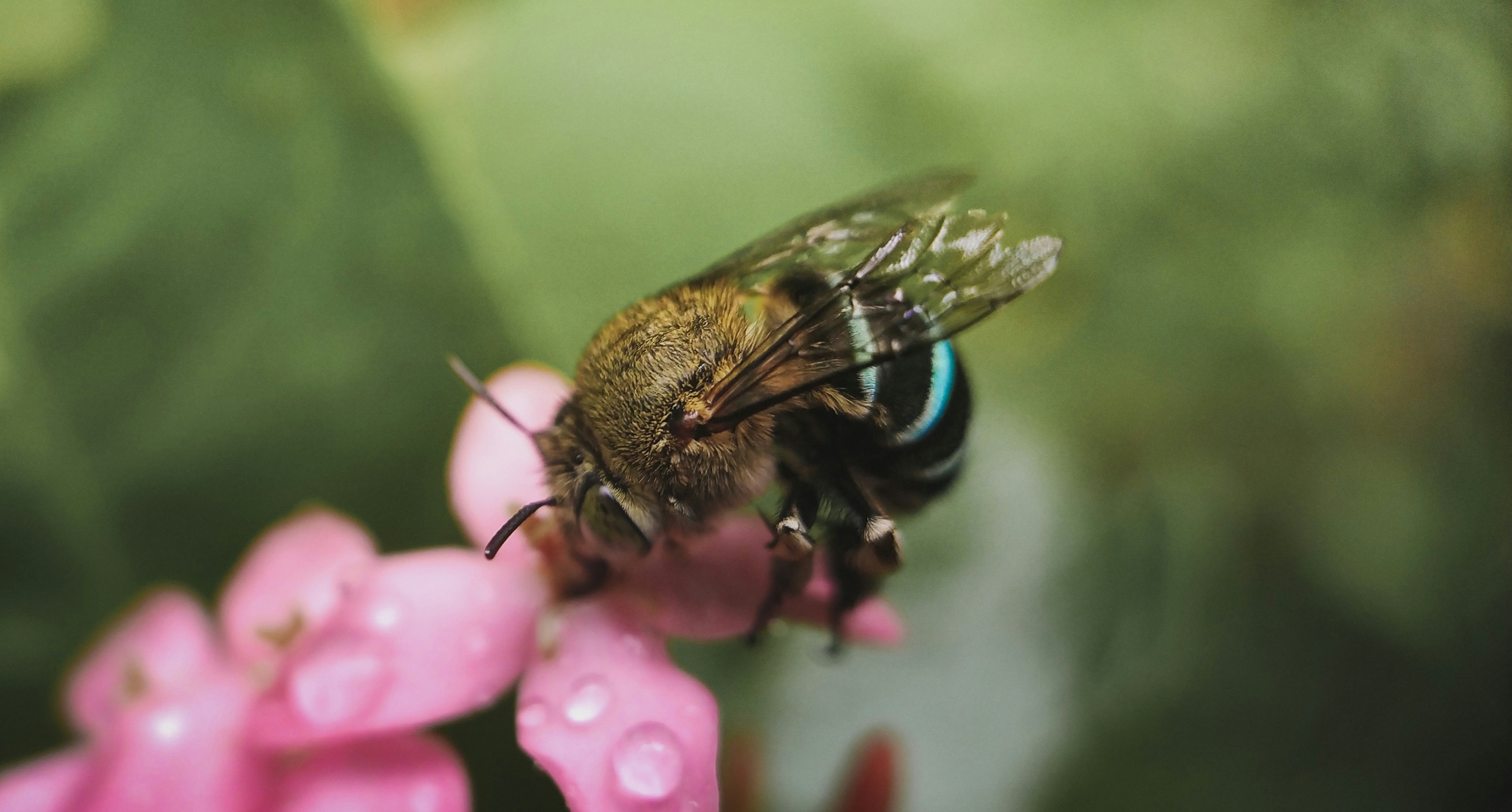 ADAMS™ Botanicals Spray Wins Multiple Awards for Best Flea & Tick Solution of 2025
