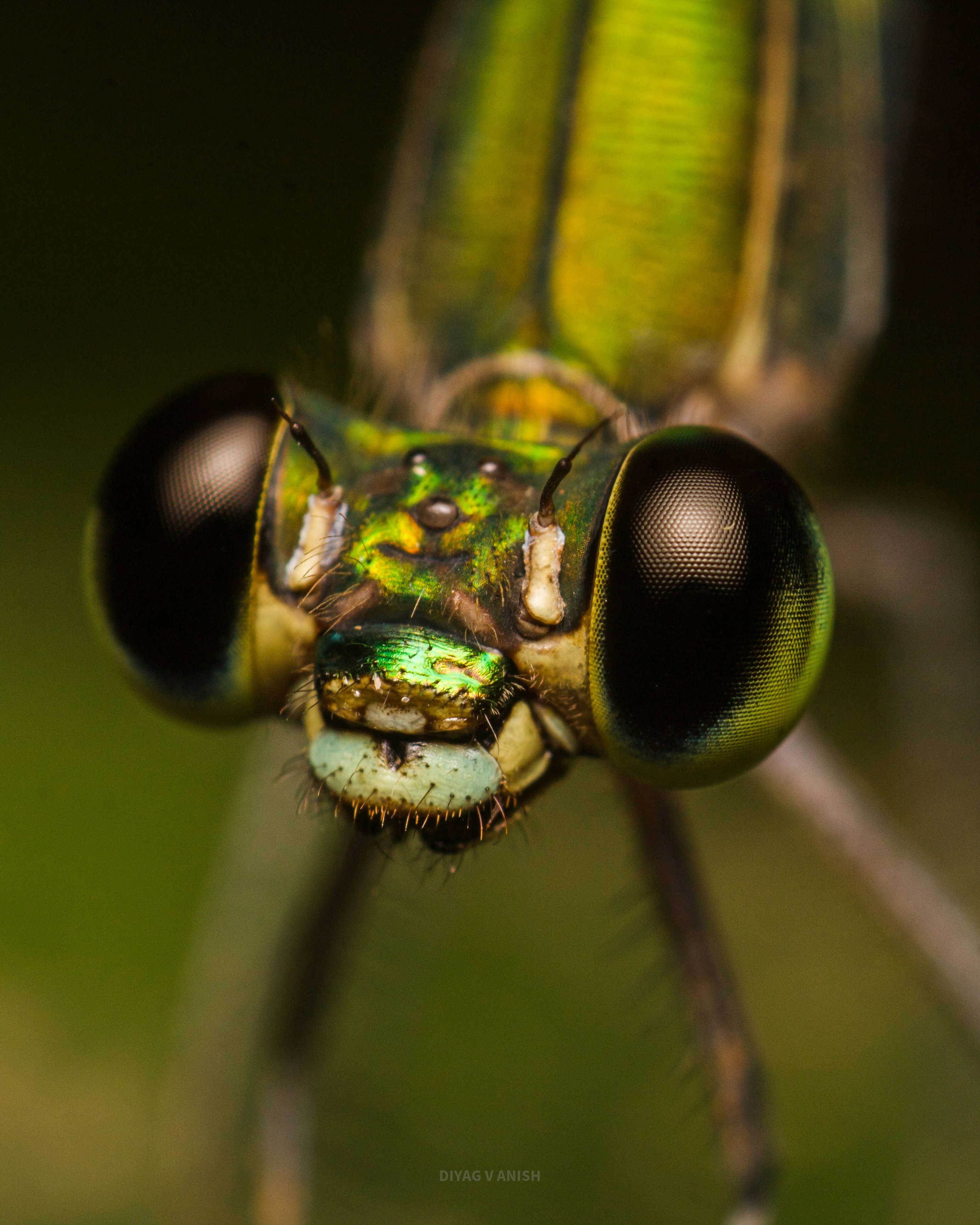 A close up of a green and black insect photo – Free Animal Image on ...