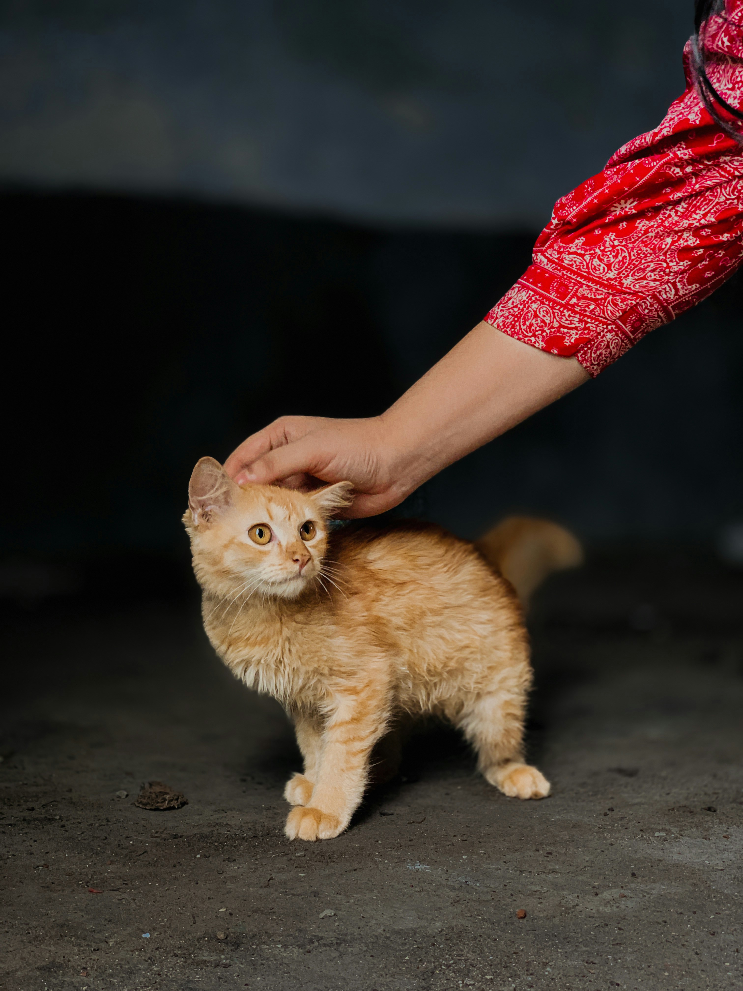 A person petting a small orange kitten