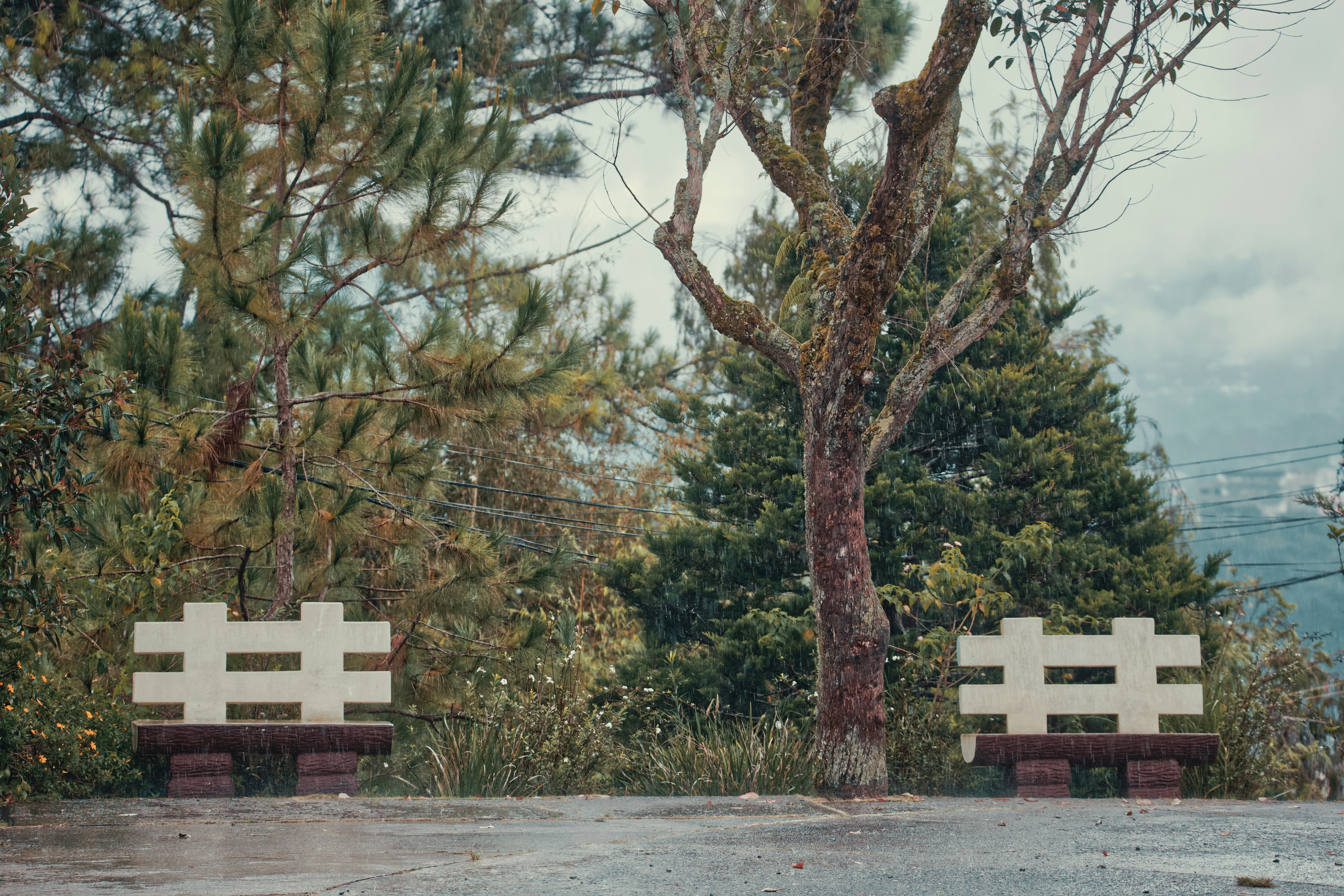 A couple of benches sitting next to a tree
