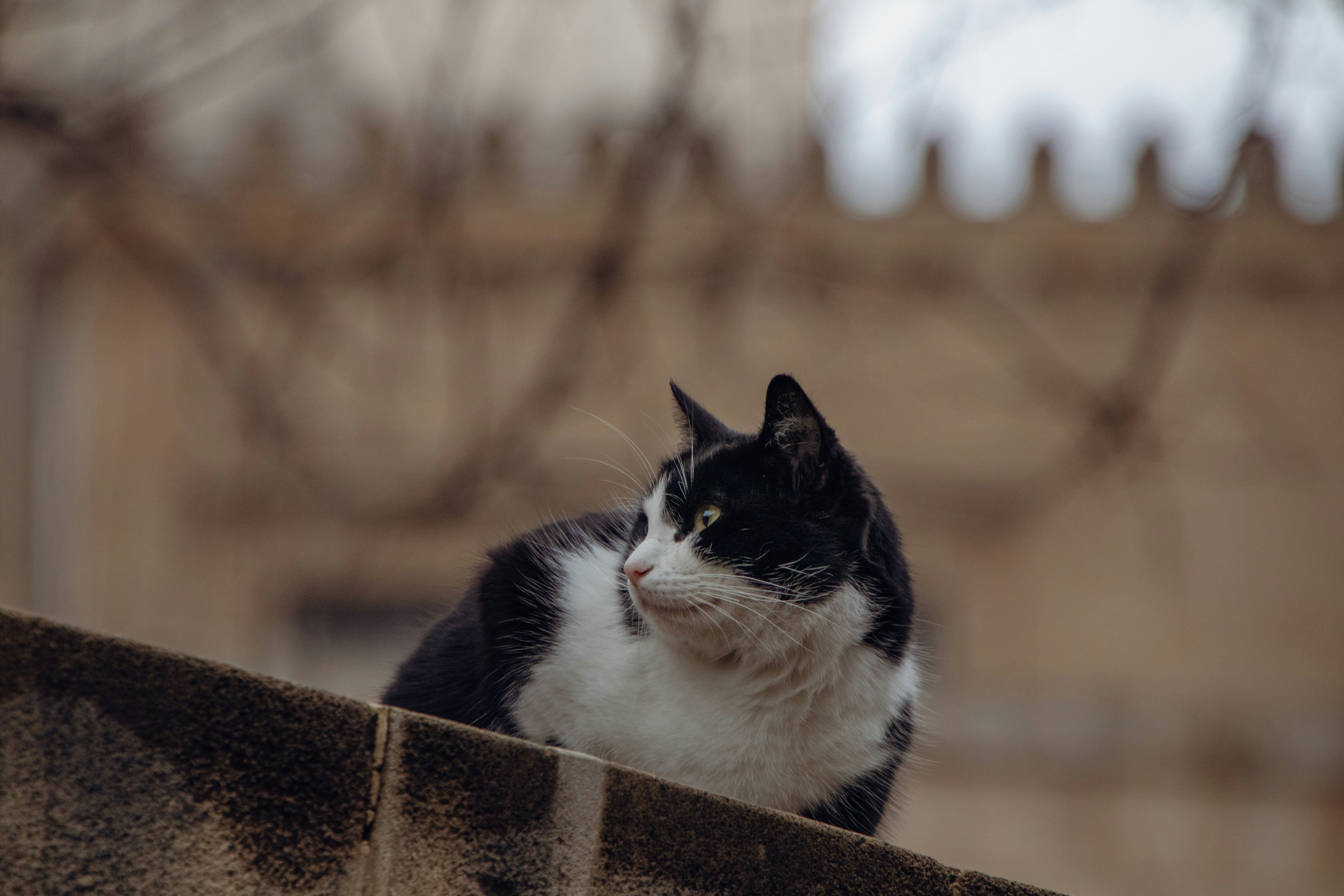 A black and white cat sitting on top of a stone wall