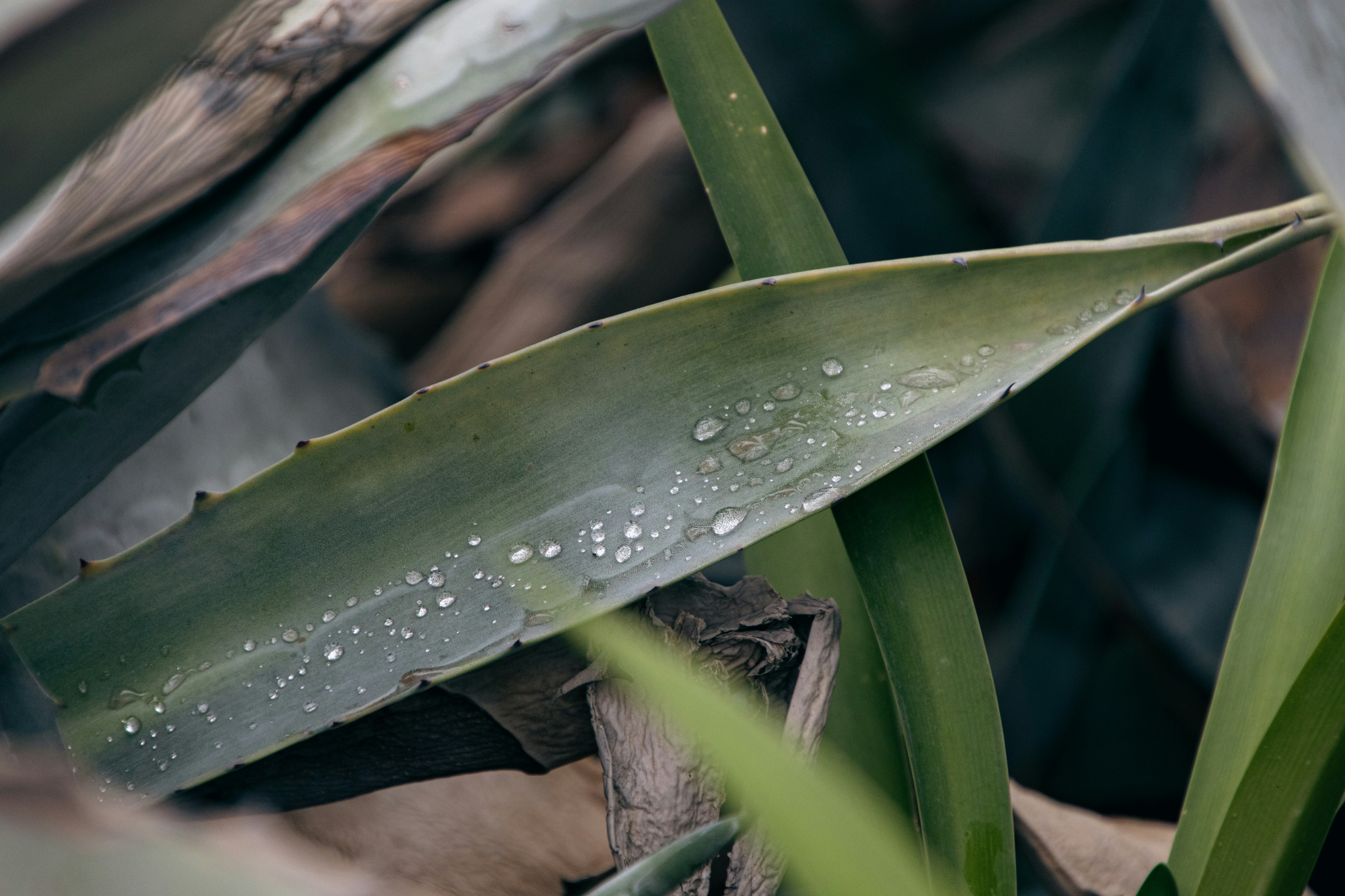 aloe vera leaf gel skin, wallpaper, Lidah Buaya untuk Jerawat: Manfaat, Cara Pakai & Penjelasan Medis 4