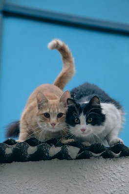 A couple of cats sitting on top of a roof