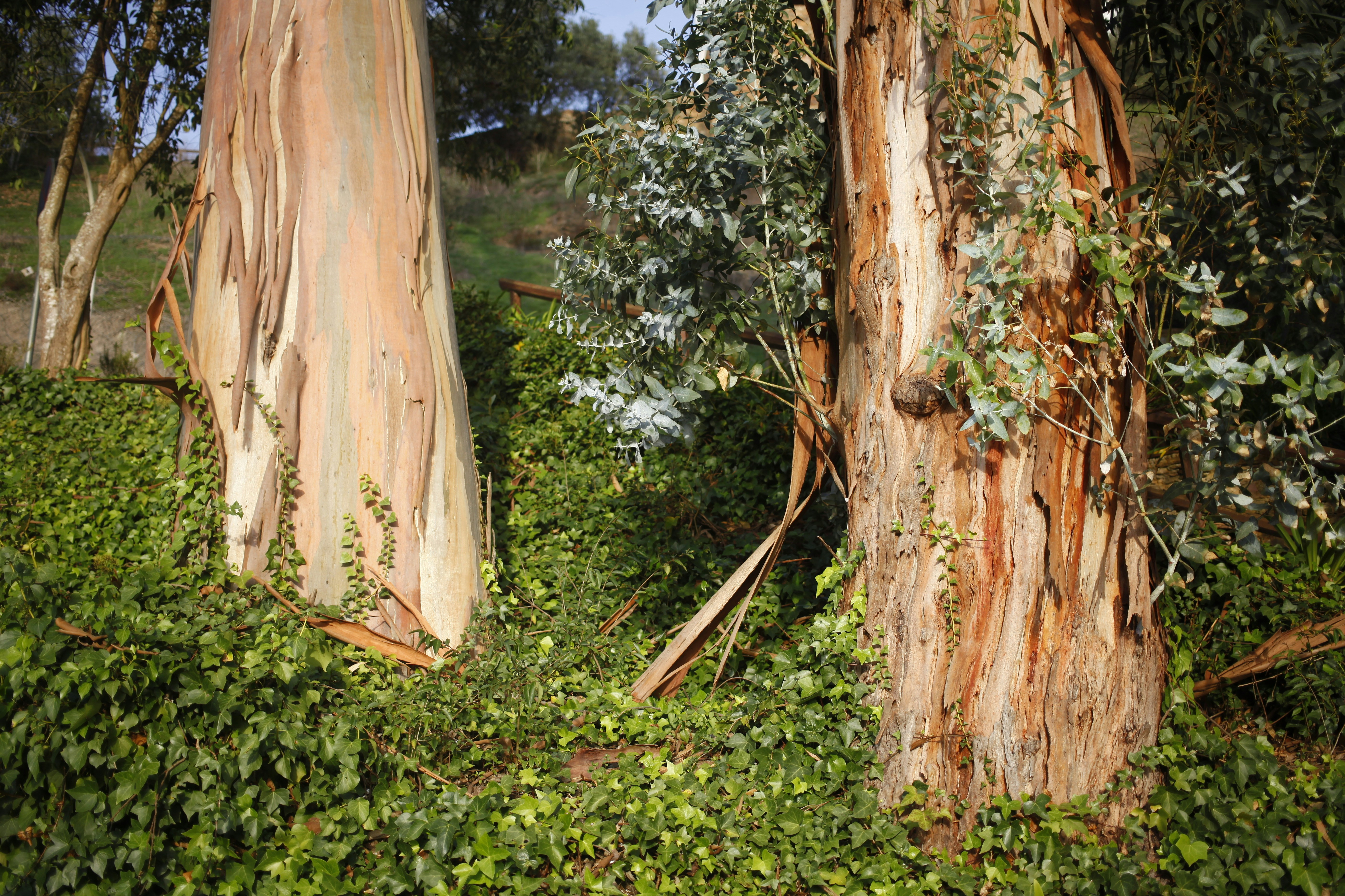 A couple of trees that are standing in the grass