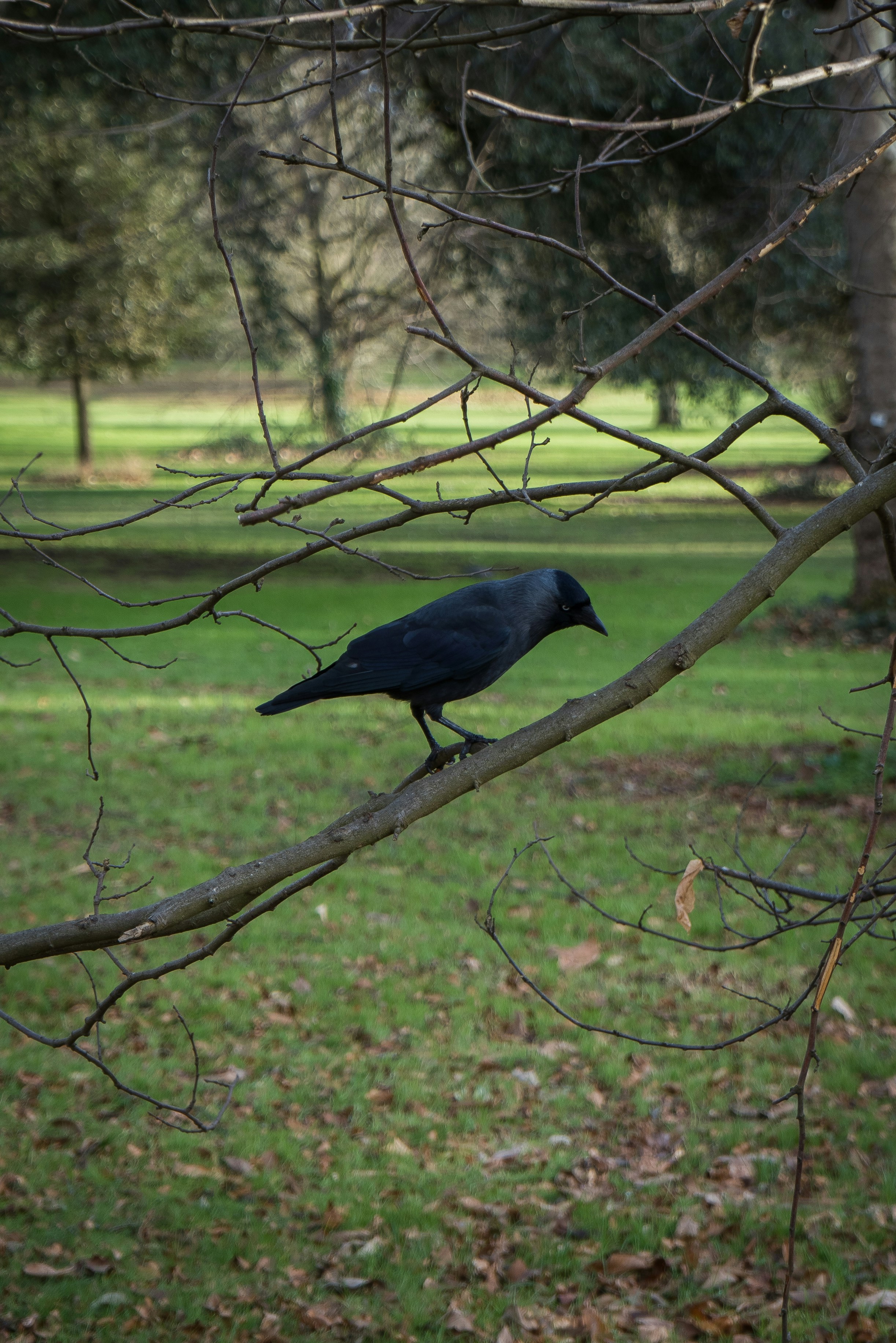 A black bird sitting on a tree branch in a park