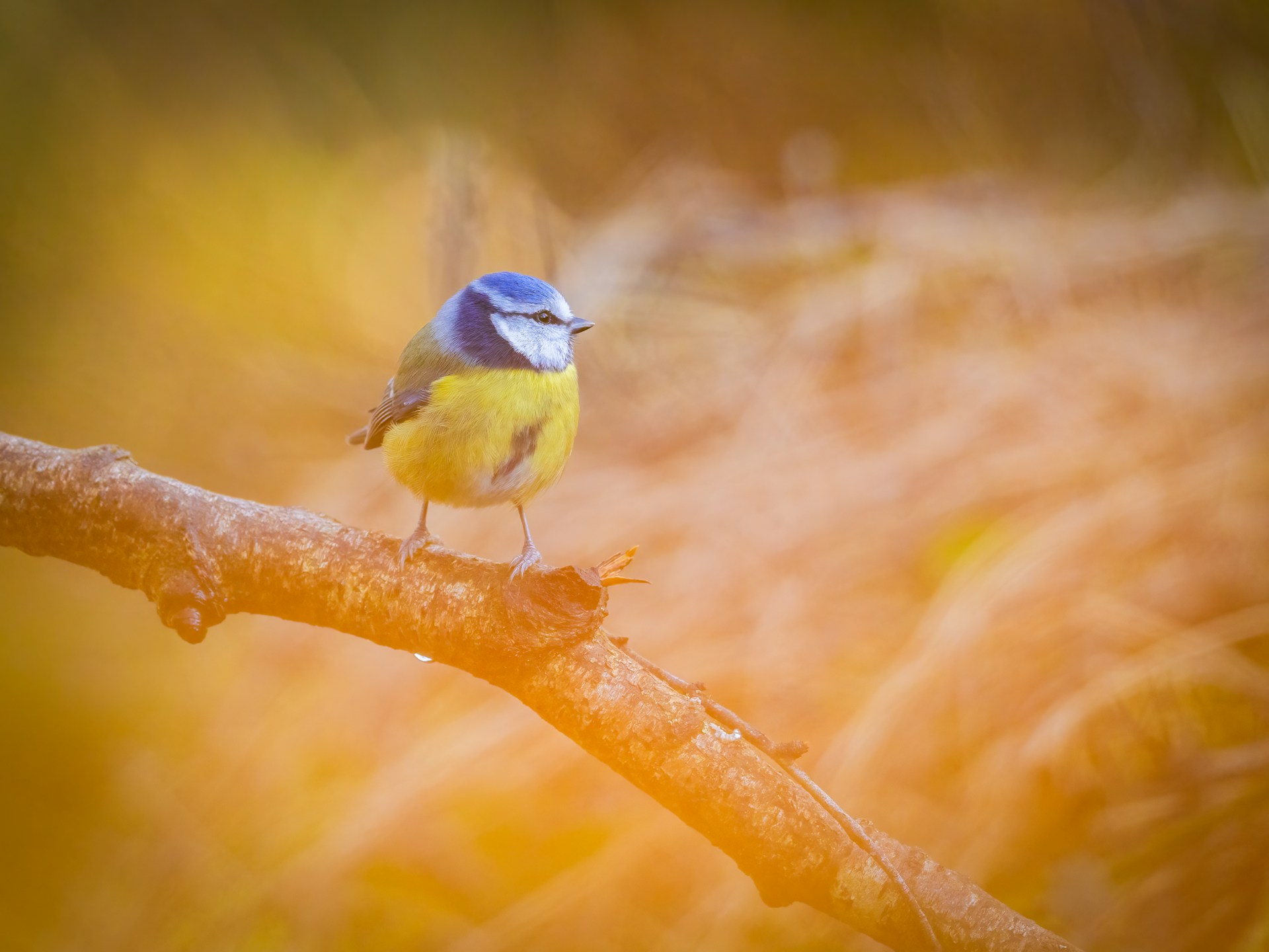 A small blue and yellow bird sitting on a branch