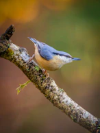 A small bird perched on a tree branch