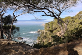 A view of the ocean from the top of a hill