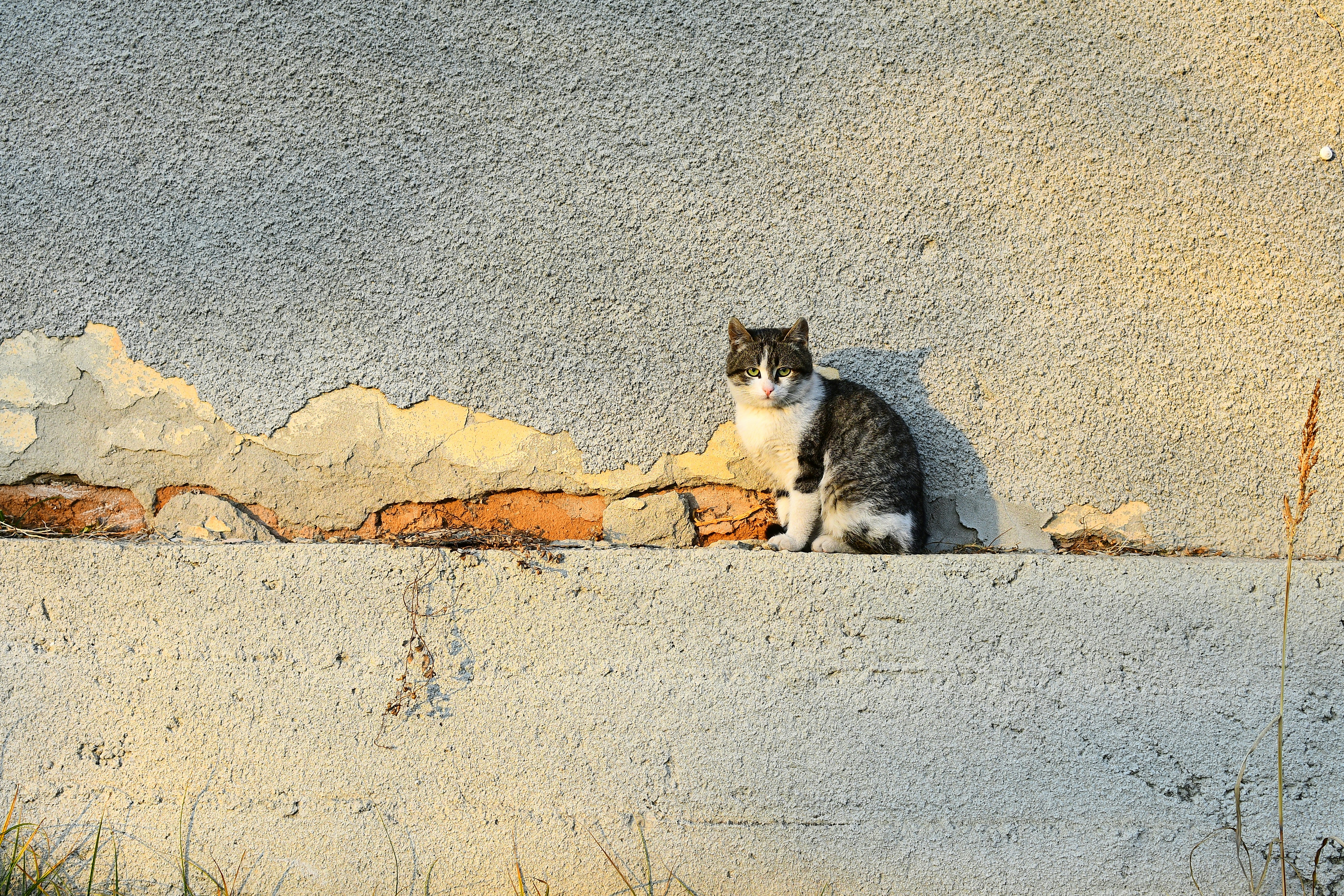 How to Draw a Cat: Step-by-Step Guide for Beginners