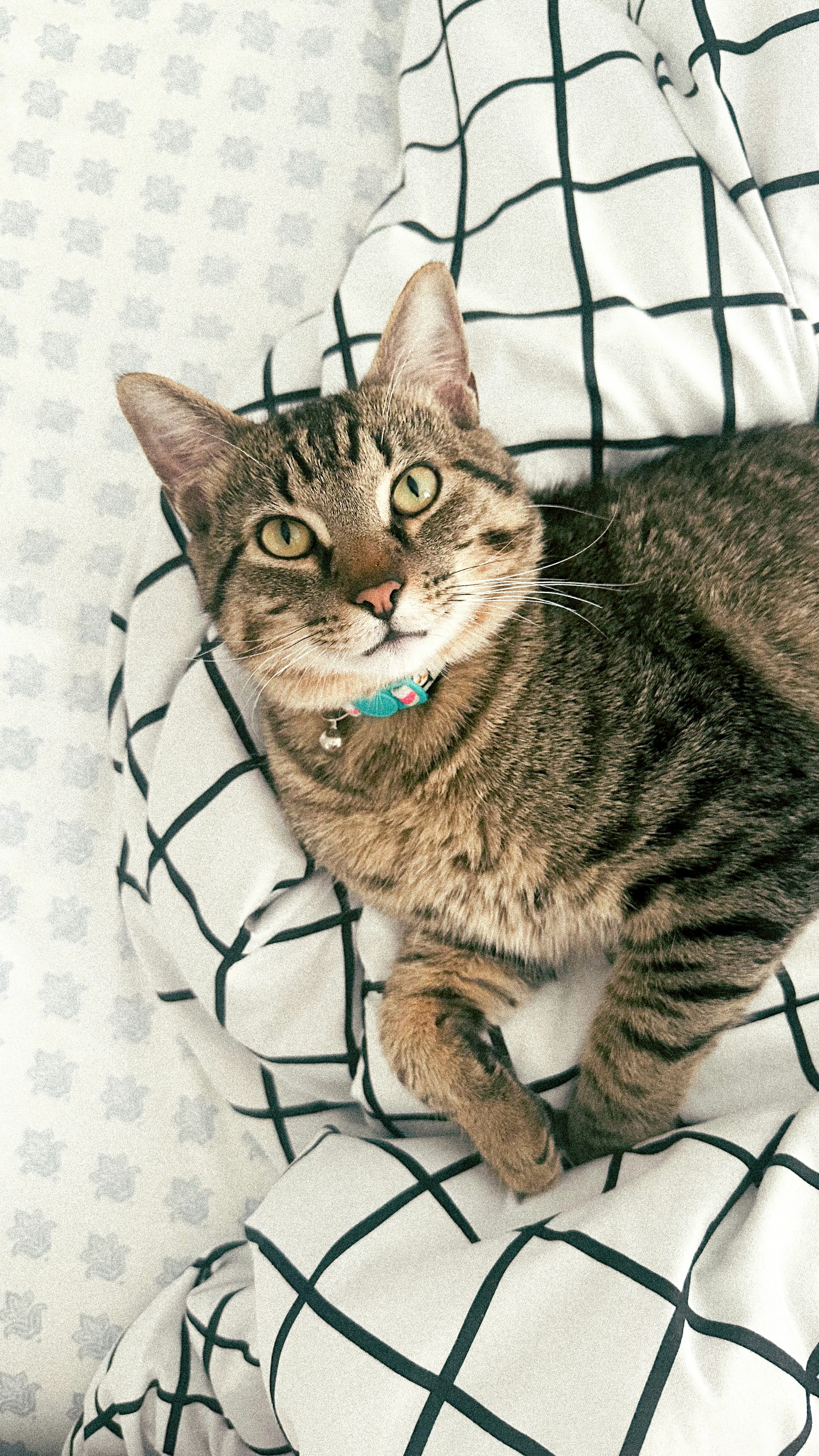 A cat laying on top of a bed next to a pillow