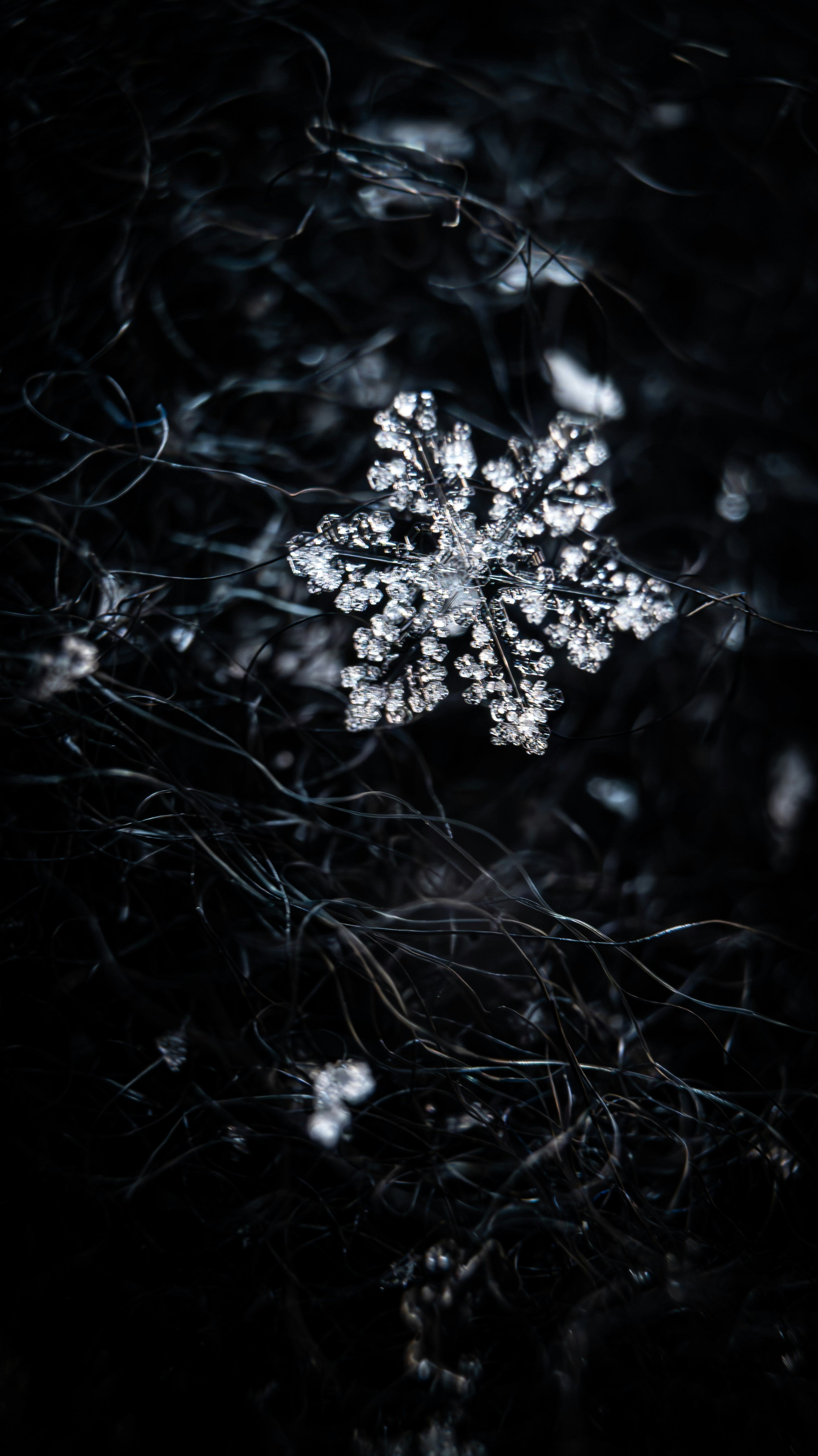 Photo by rigel_s_lens