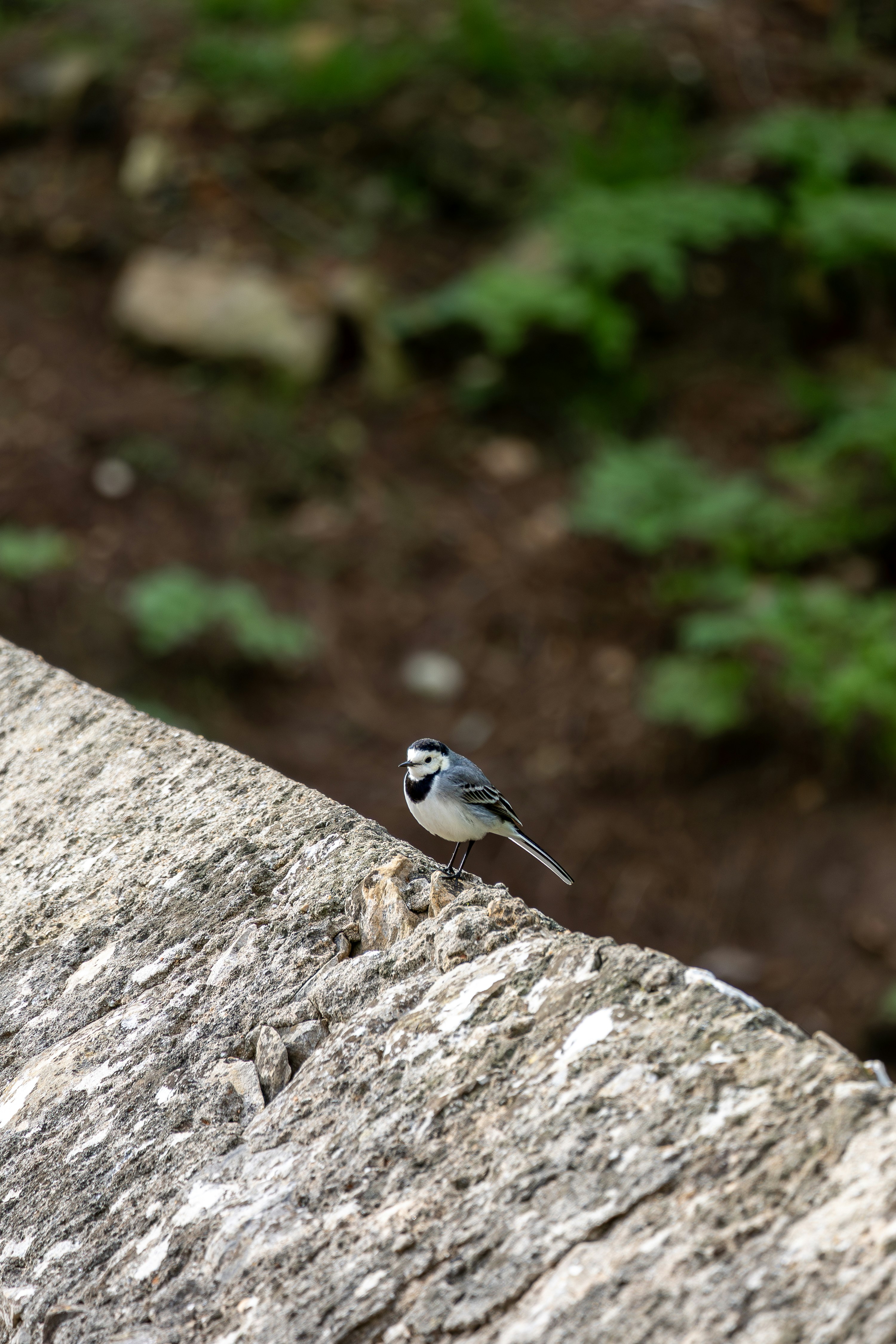 Un pajarito está sentado en una roca