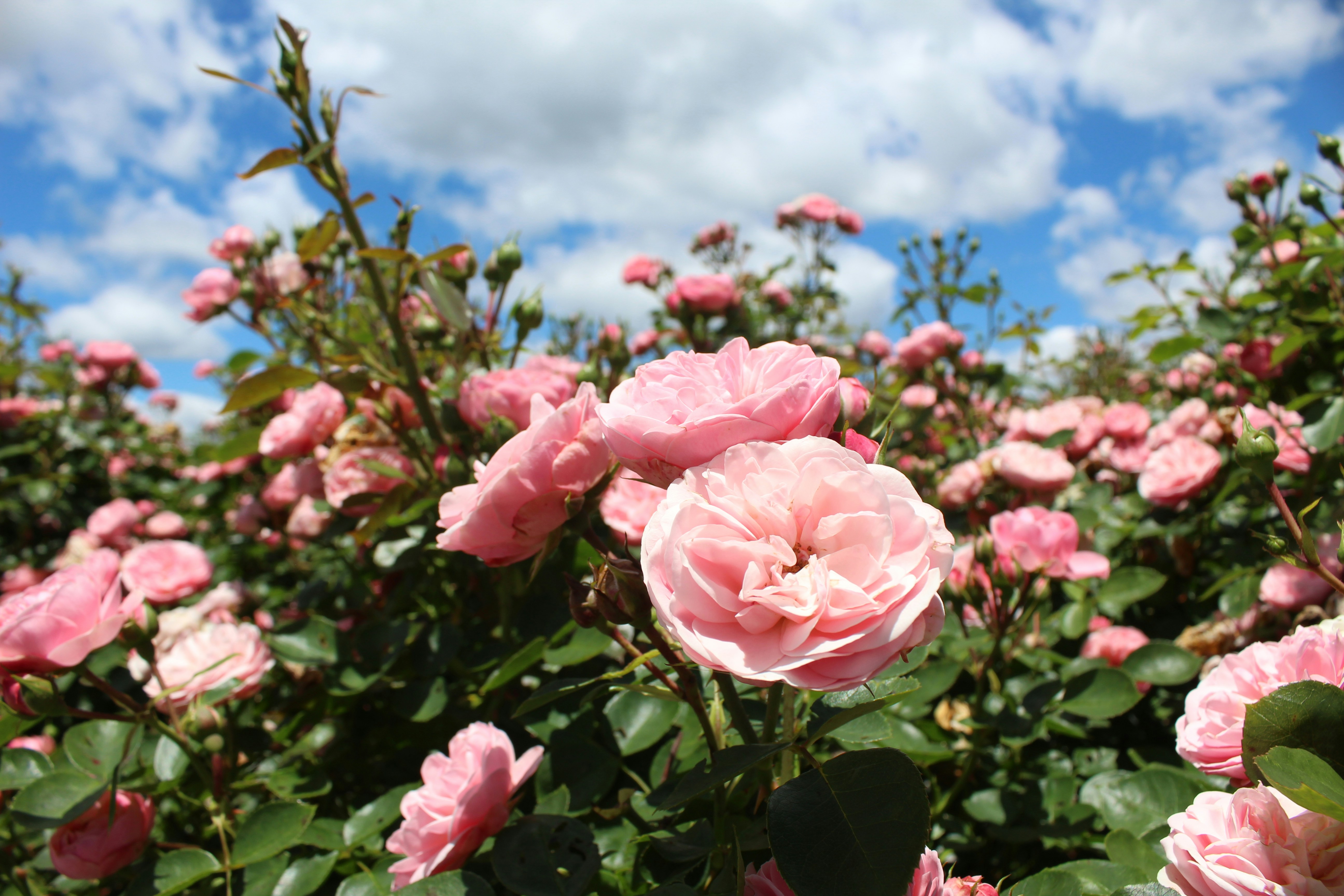 Photo by anascheffer