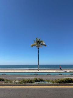 A palm tree on the side of the road
