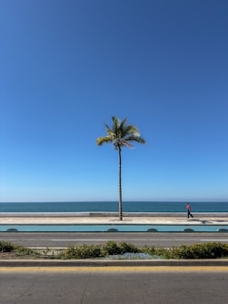 A palm tree on the side of the road