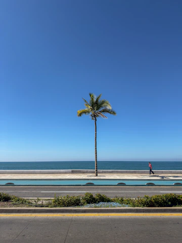 A palm tree on the side of the road