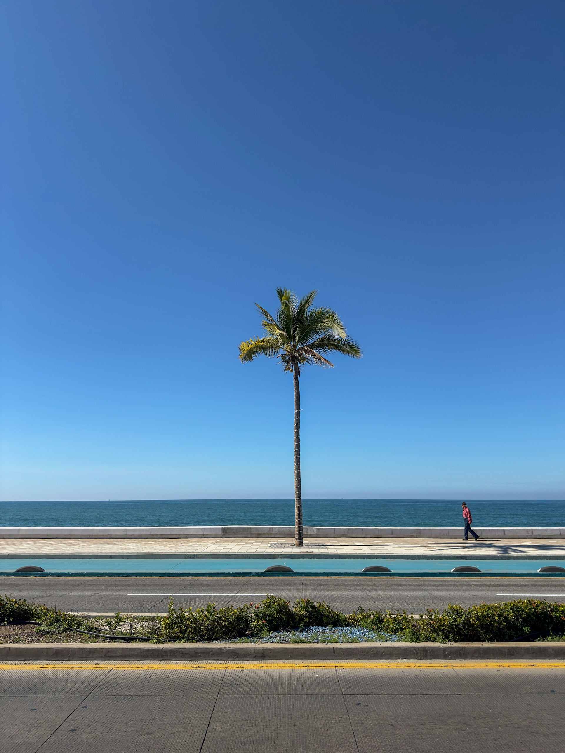 A palm tree on the side of the road