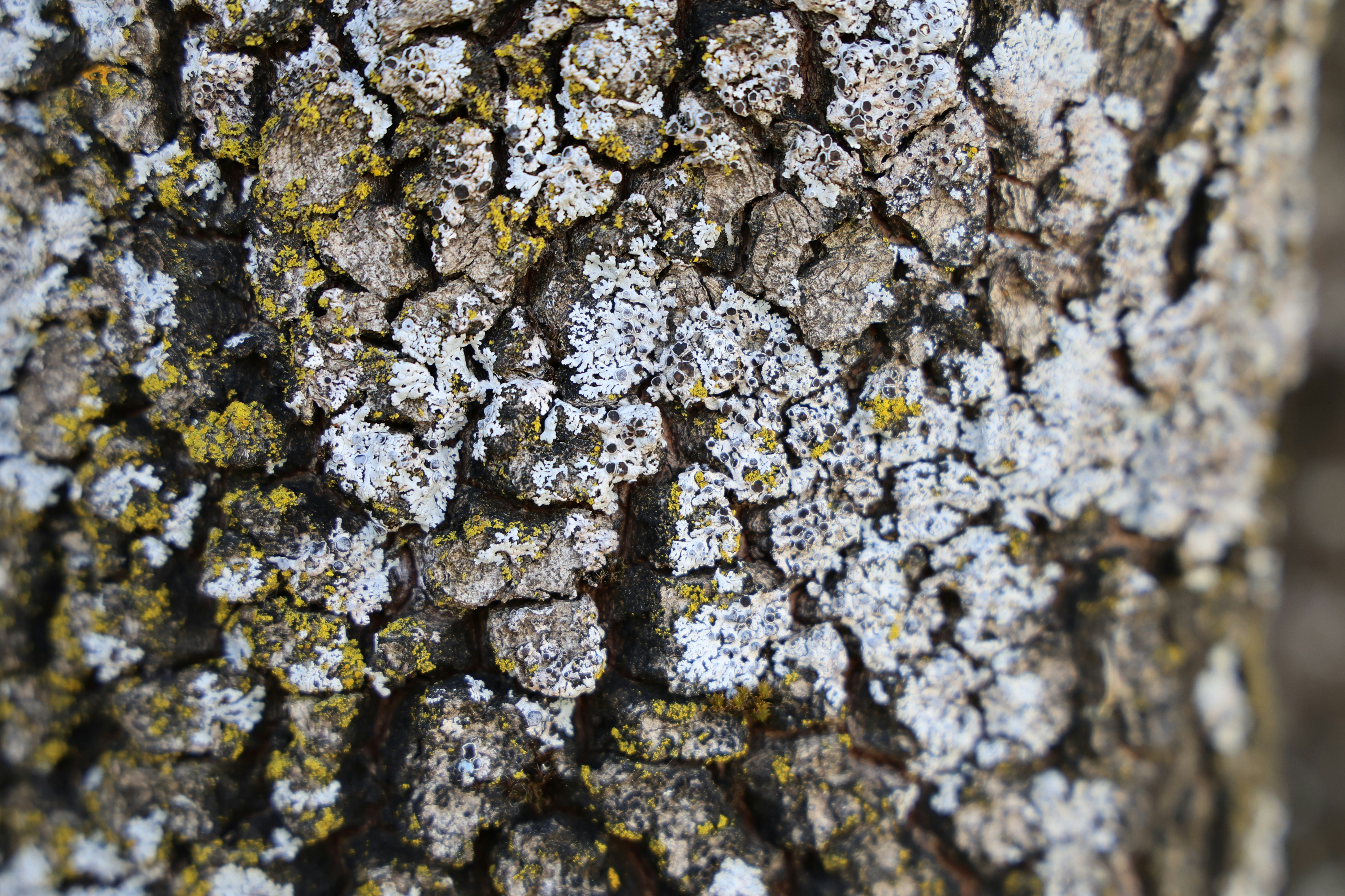 Photo by deraileddrips