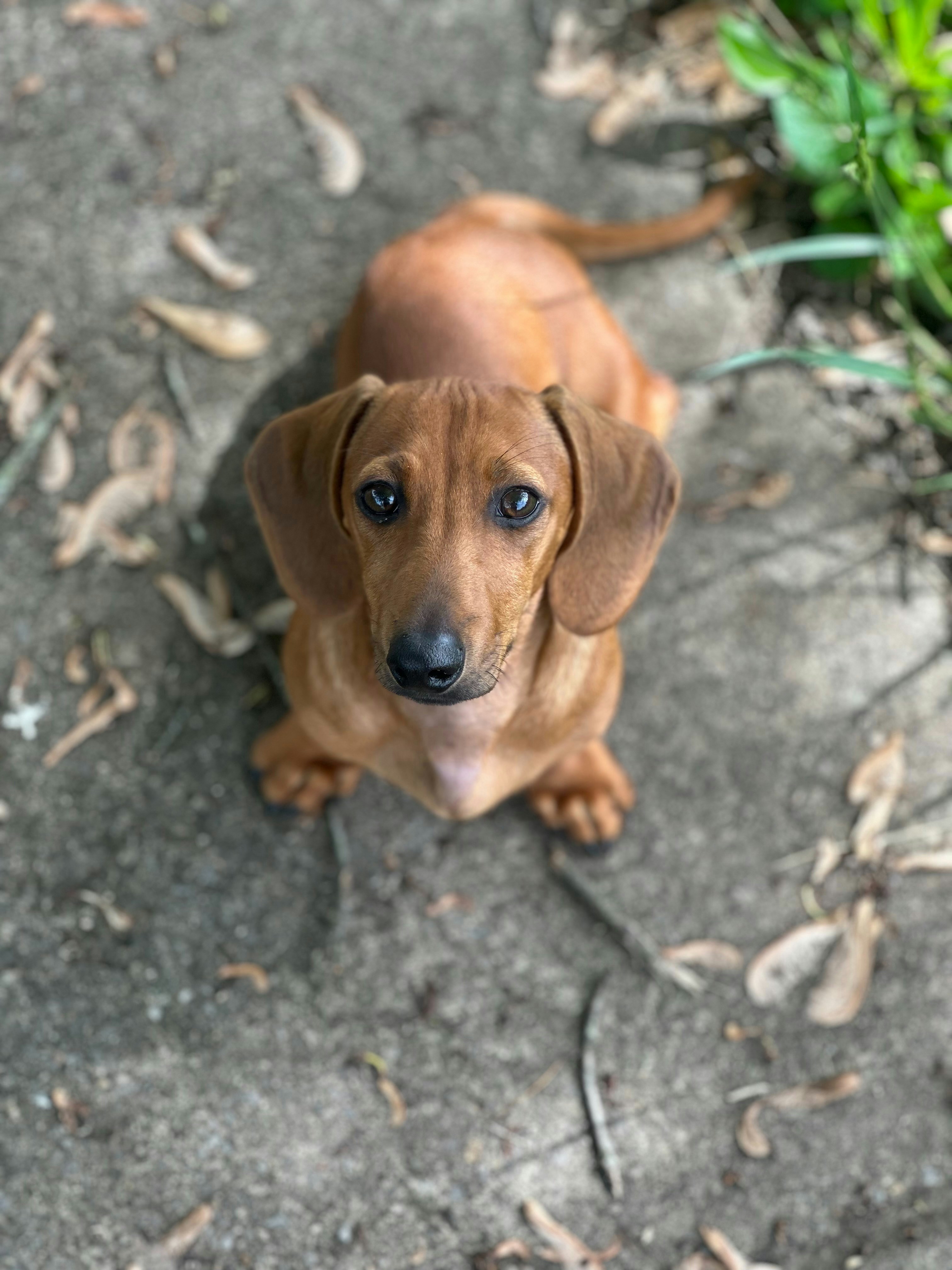 A small brown dog sitting on top of a sidewalk photo – Free Green Image ...