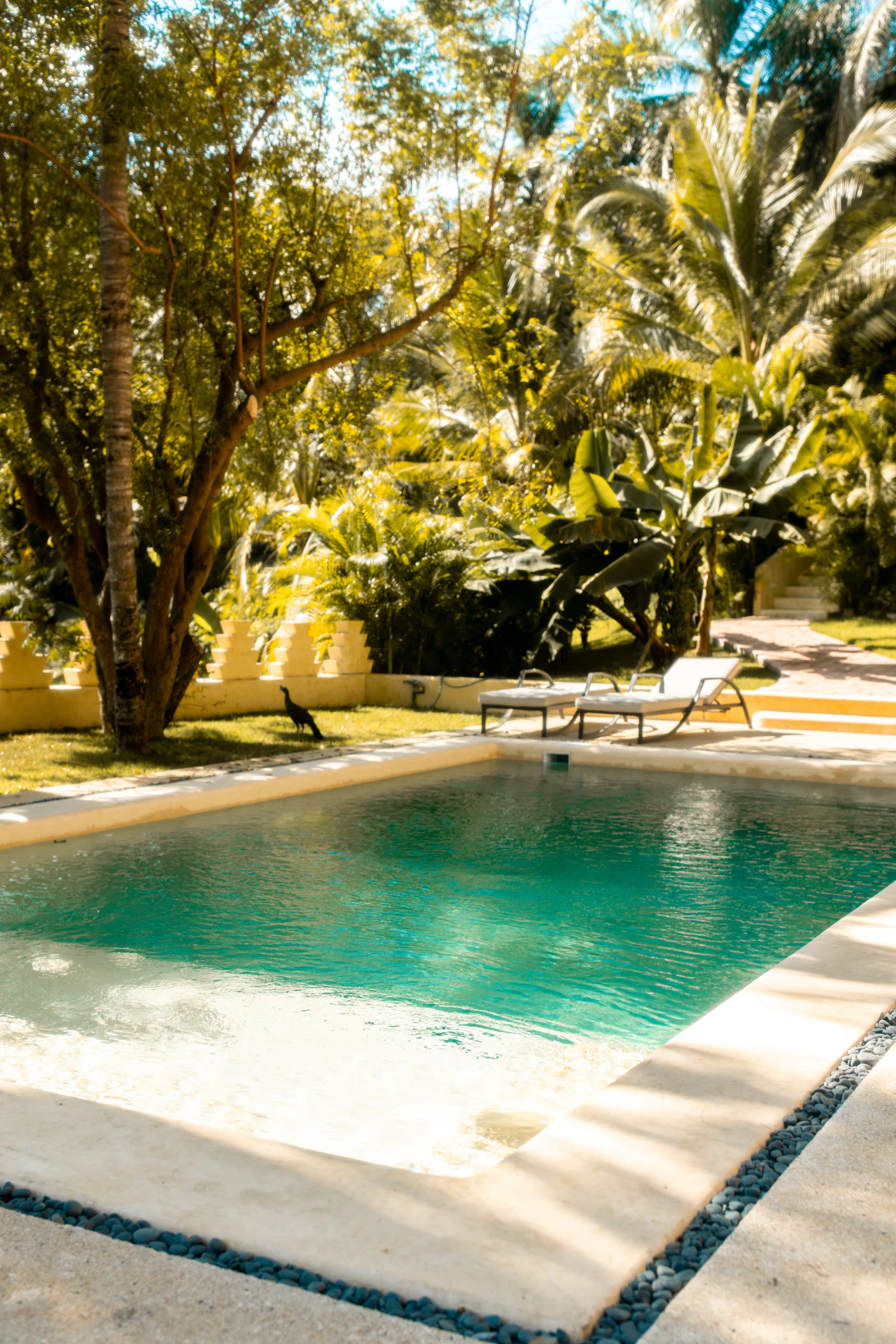 Pristine residential swimming pool with lounge chairs and lush garden