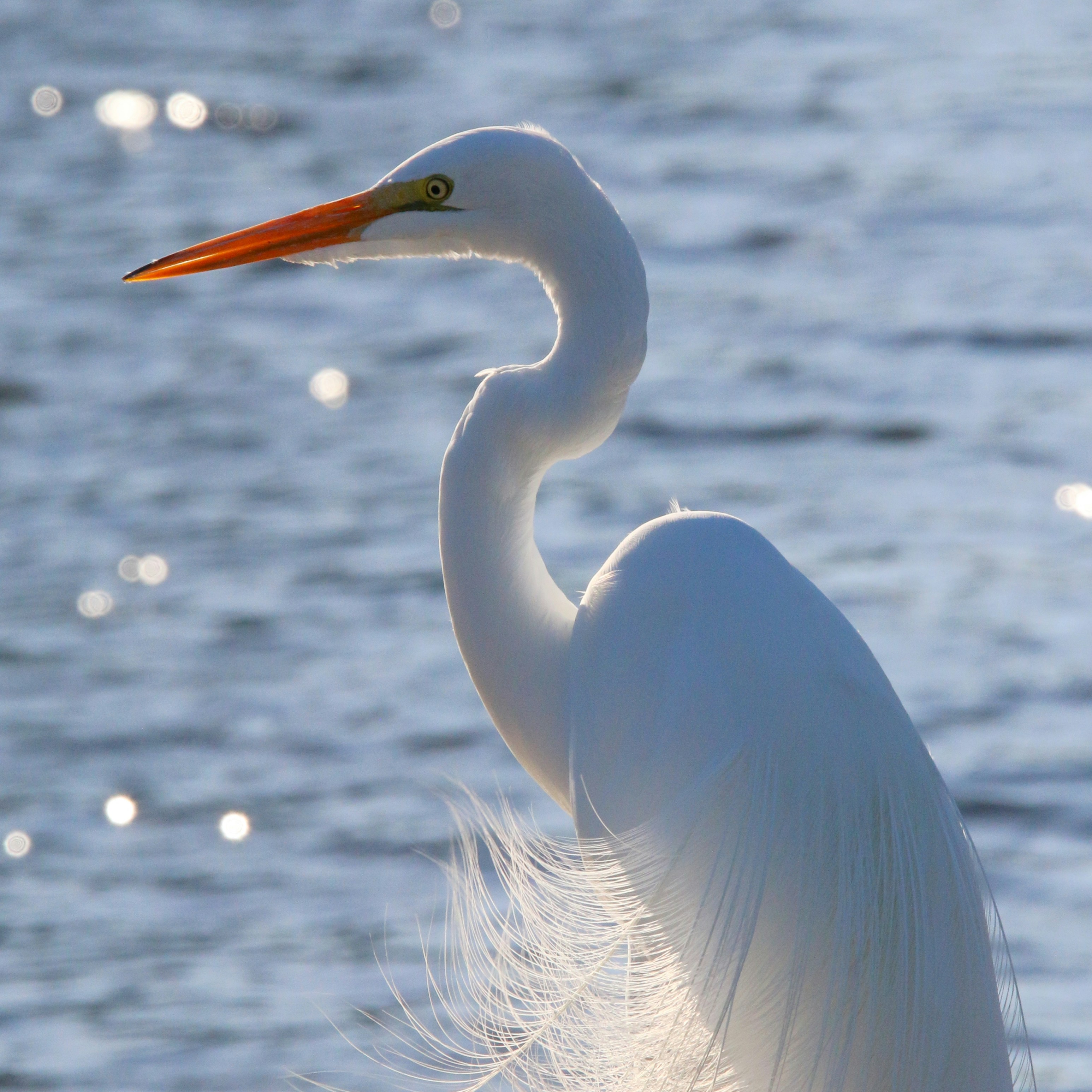 Photo by goldenplover31