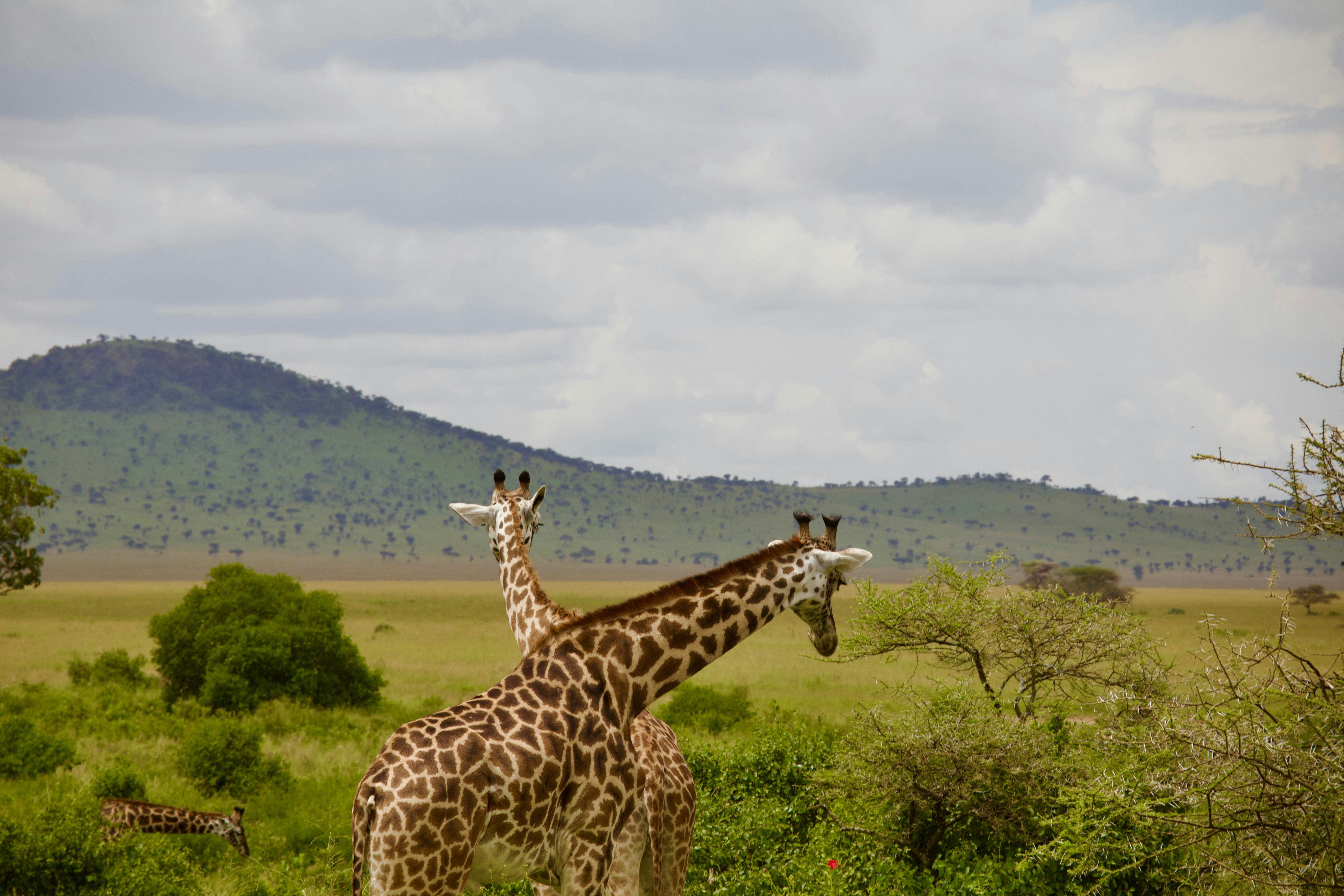Stay online in the Africa Safari with a prepaid eSIM from eSIMlii. Instant activation, no roaming charges, and reliable coverage.