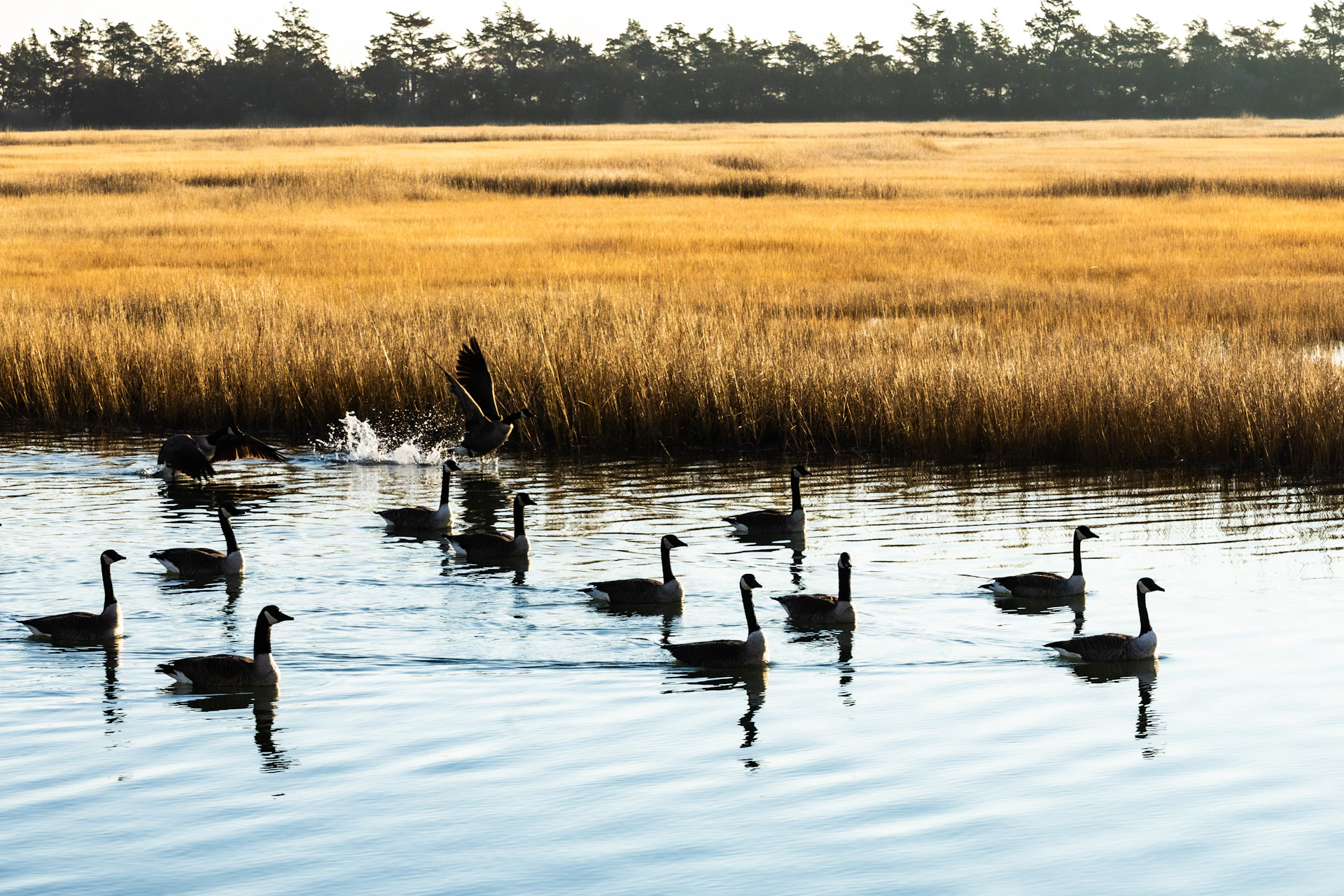 A flock of ducks floating on top of a lake