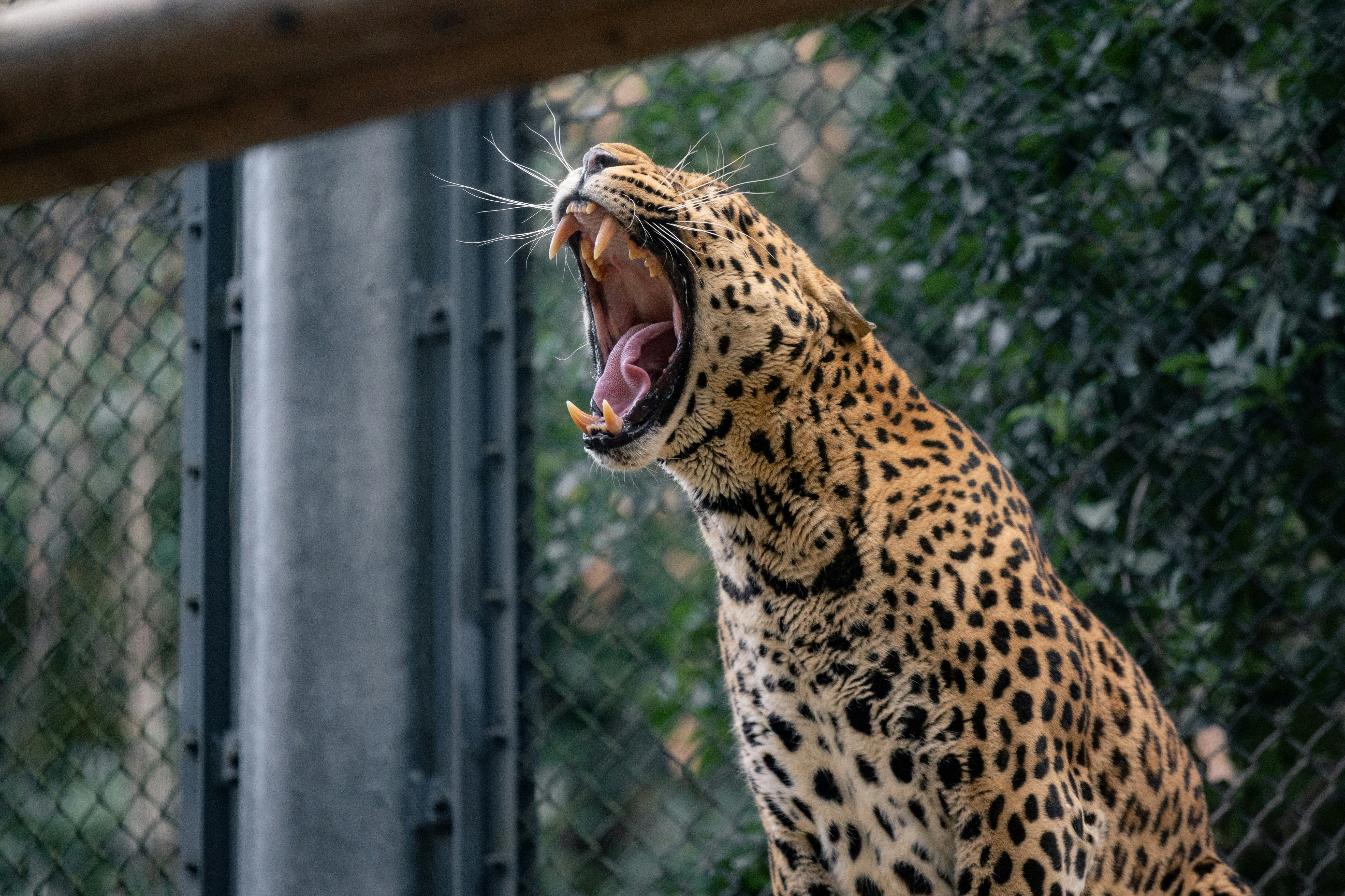 The Roar That Echoes Through the Night (image credits: unsplash)