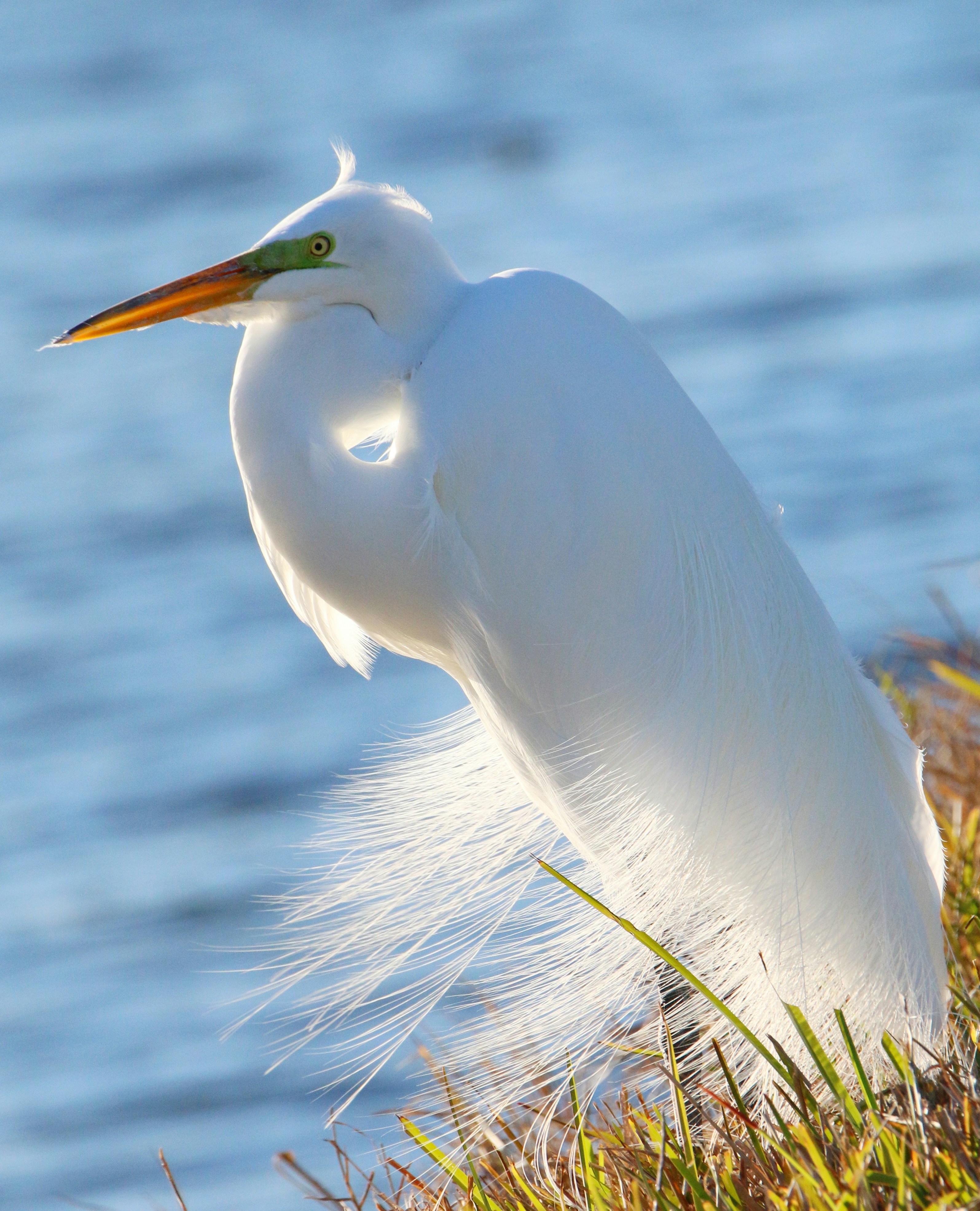 Photo by goldenplover31