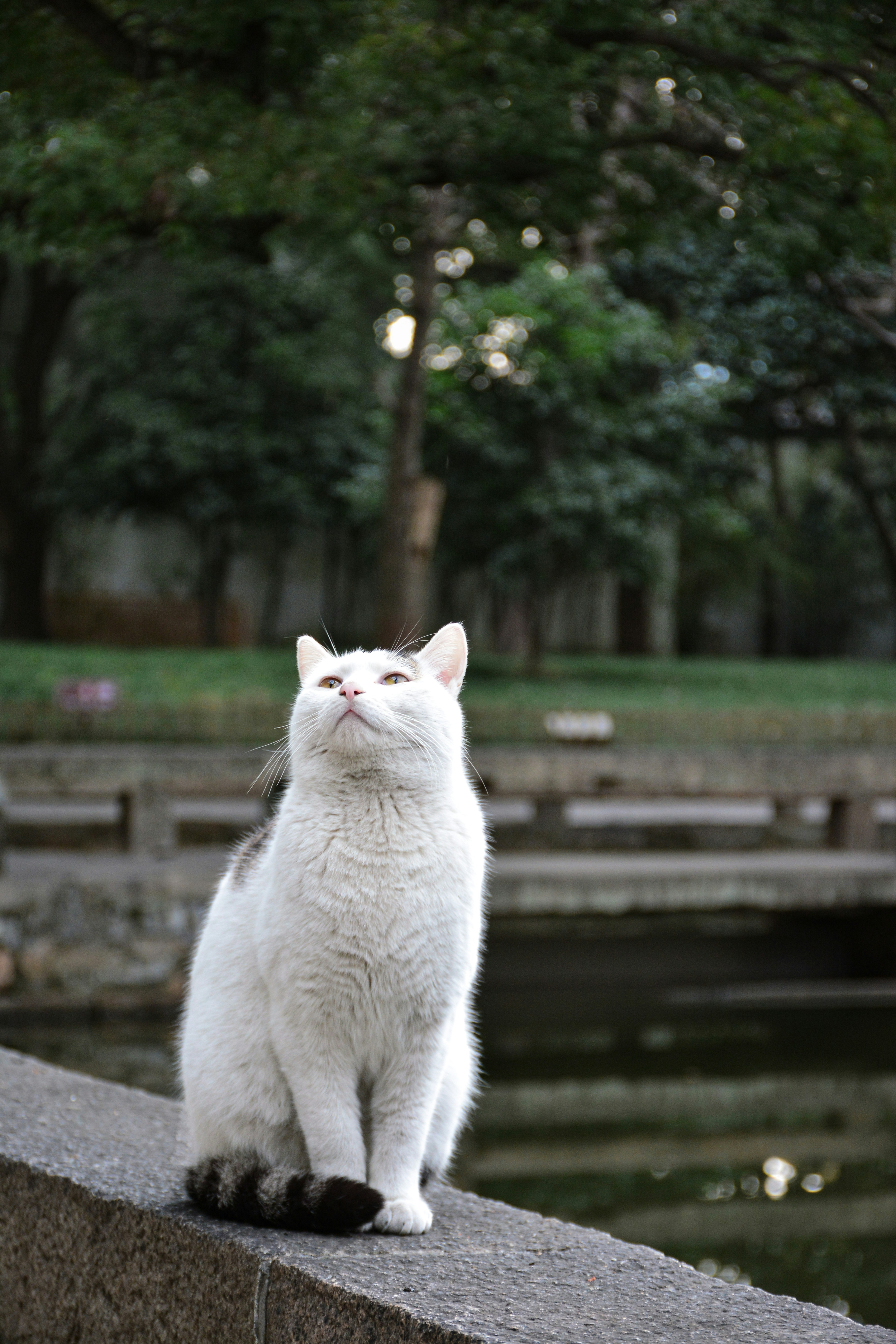 A white cat is sitting on a ledge photo – Free Grass Image on Unsplash
