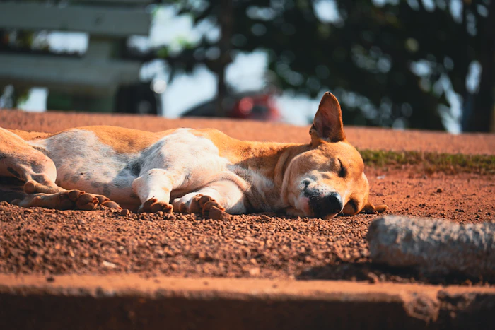 Pet Friendly Cafes