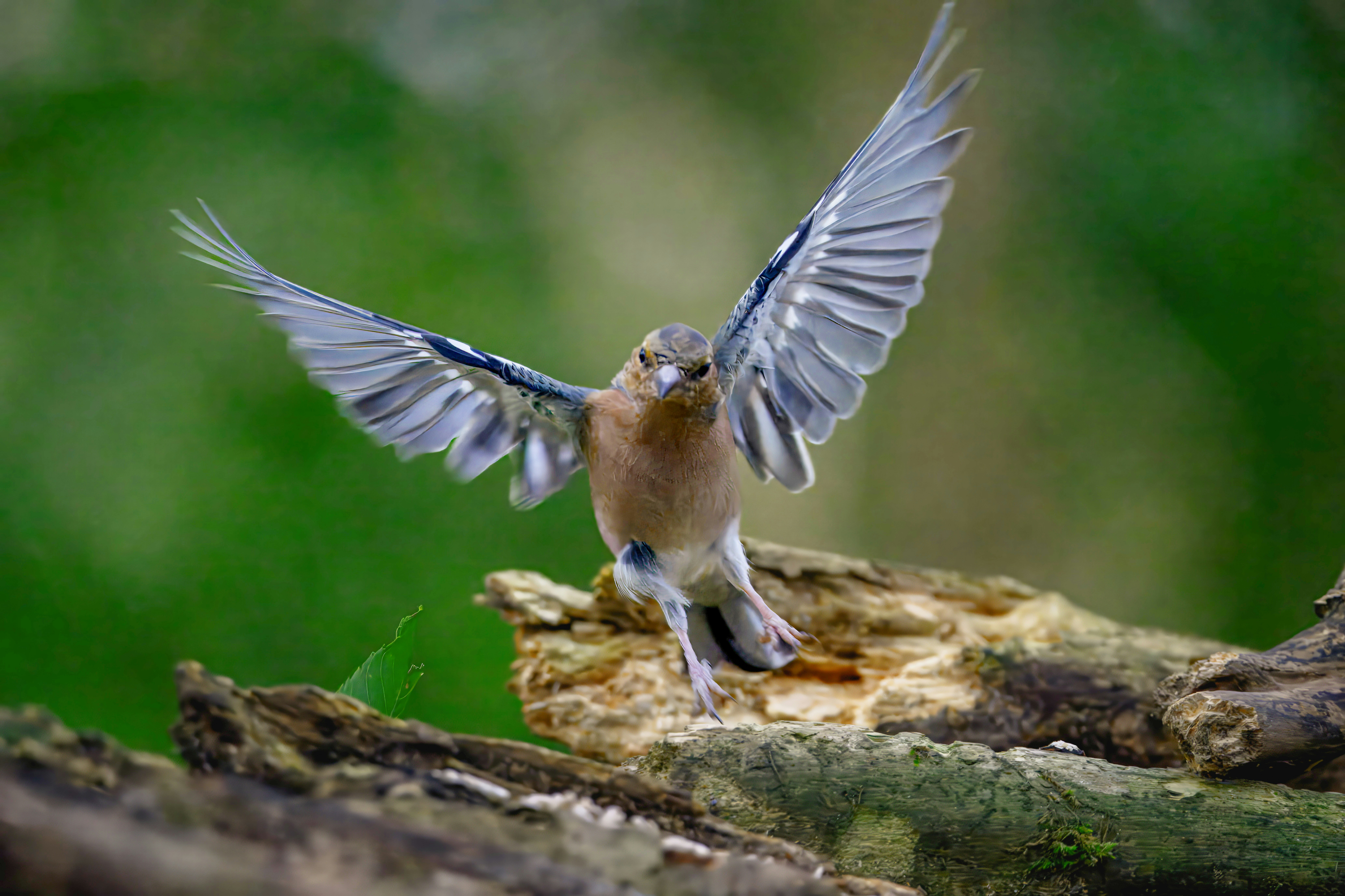 Photo by siegfriedpoepperl