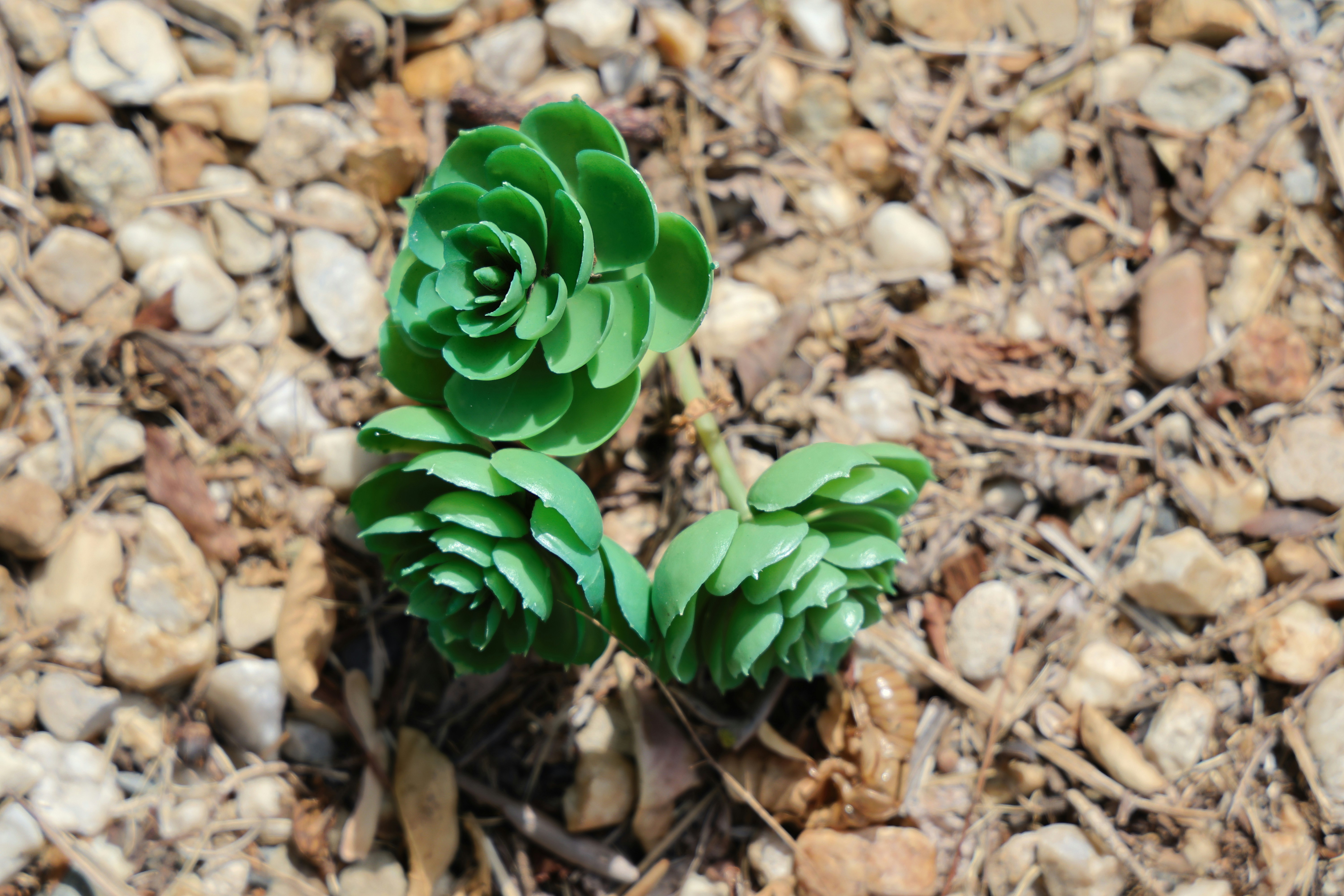 A couple of green plants sitting on top of a rocky ground