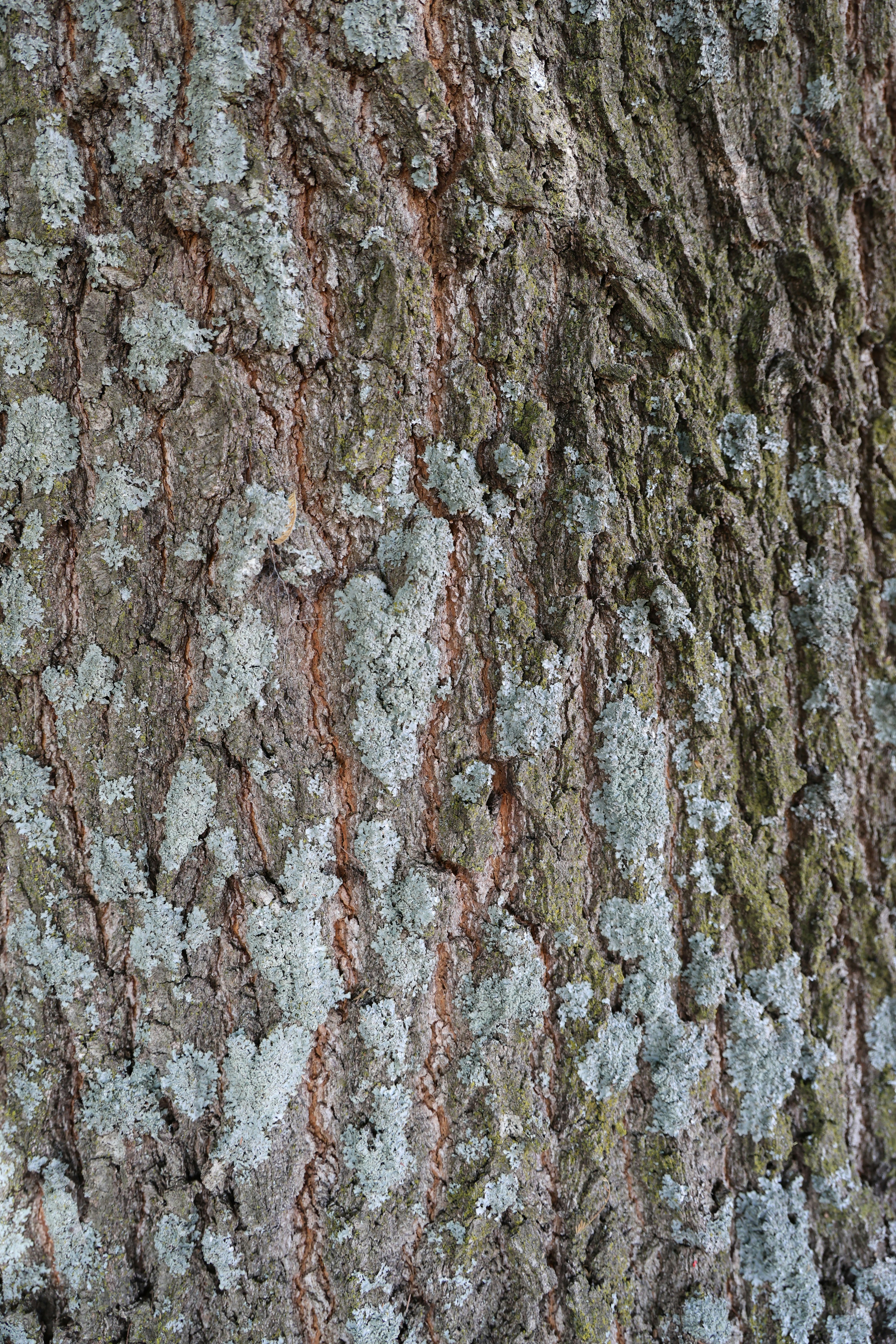 Photo by deraileddrips