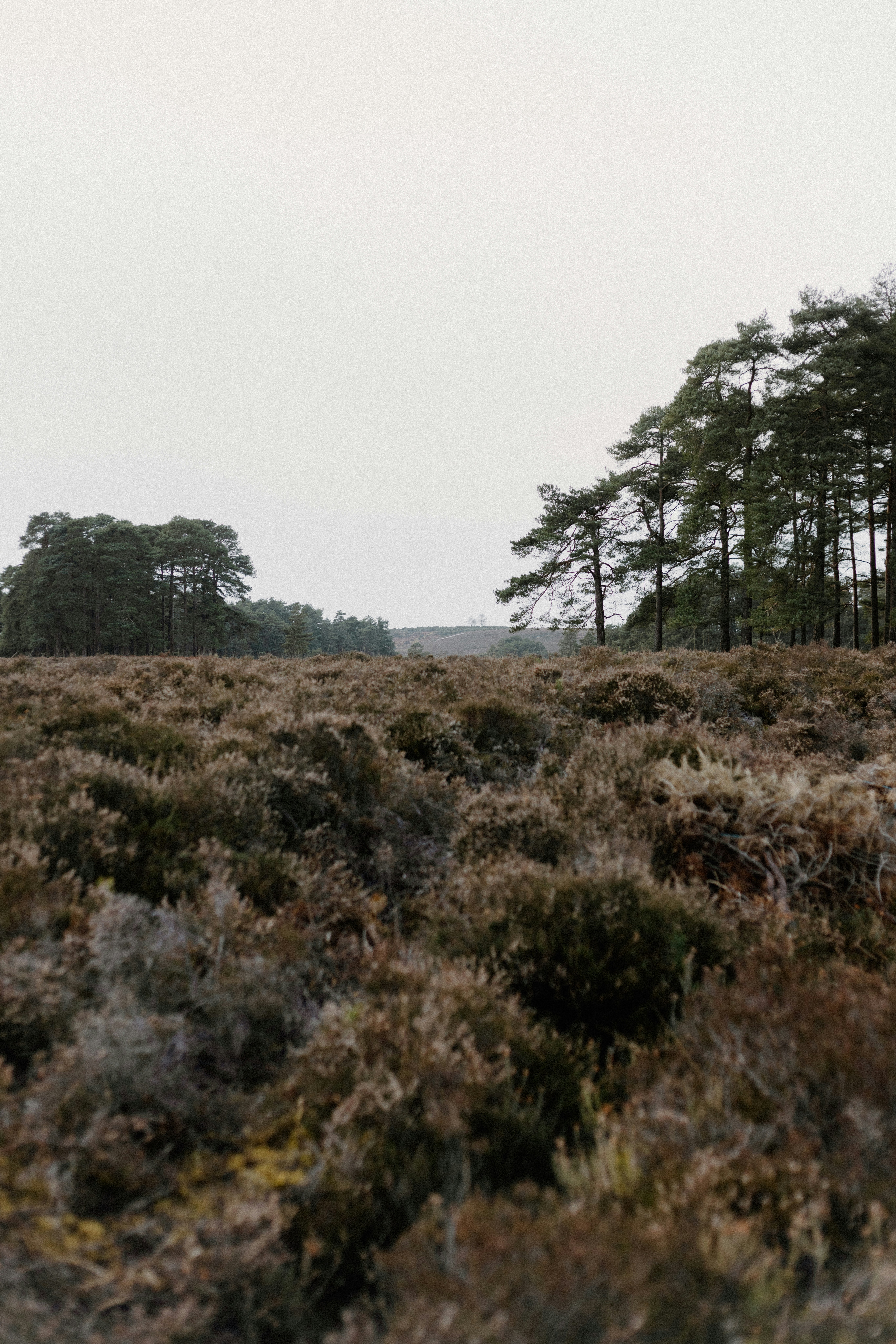 Photo by anniespratt