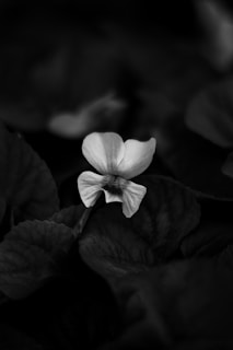 A flower that is sitting in the middle of some leaves
