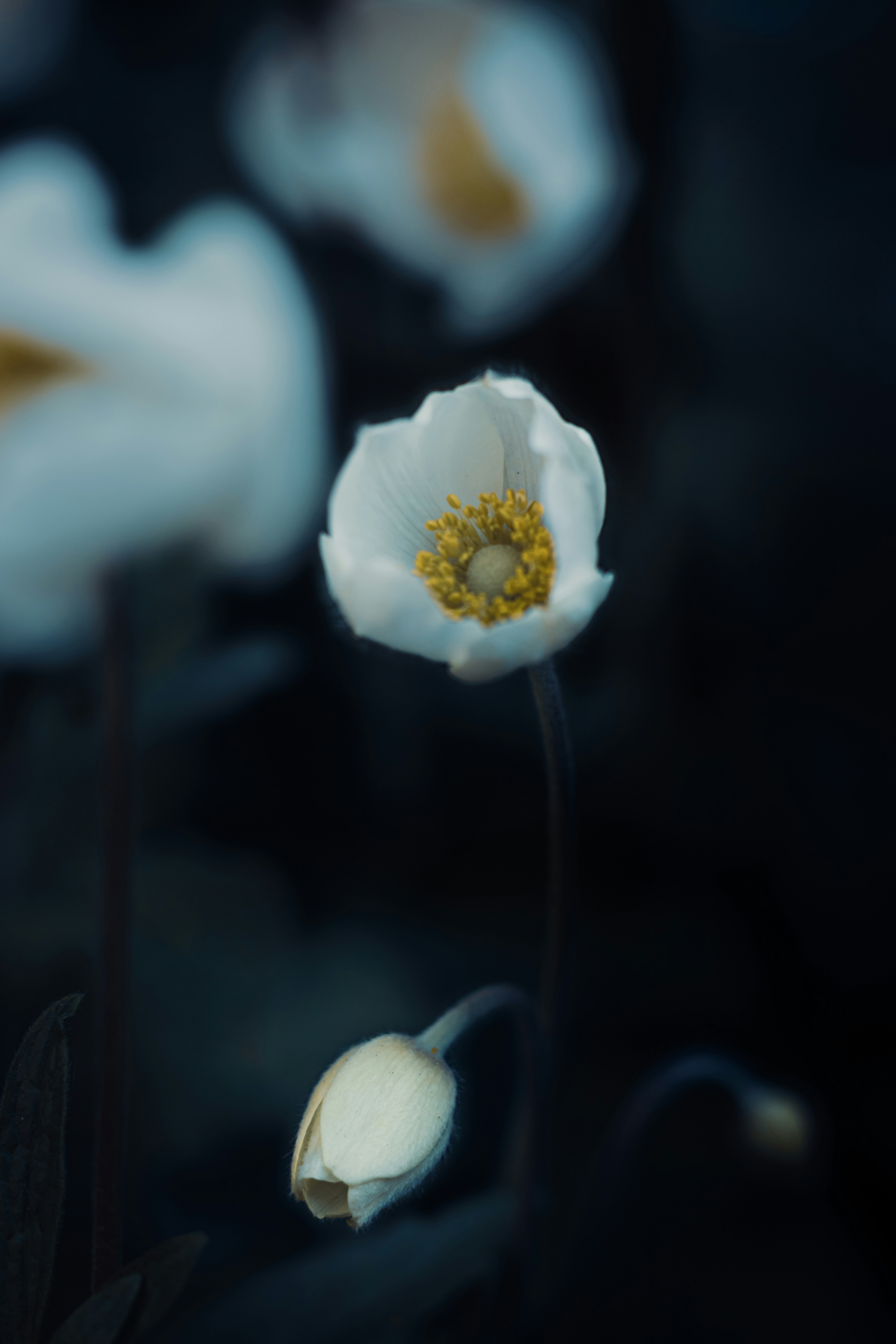 Photo by mineral_of_demon