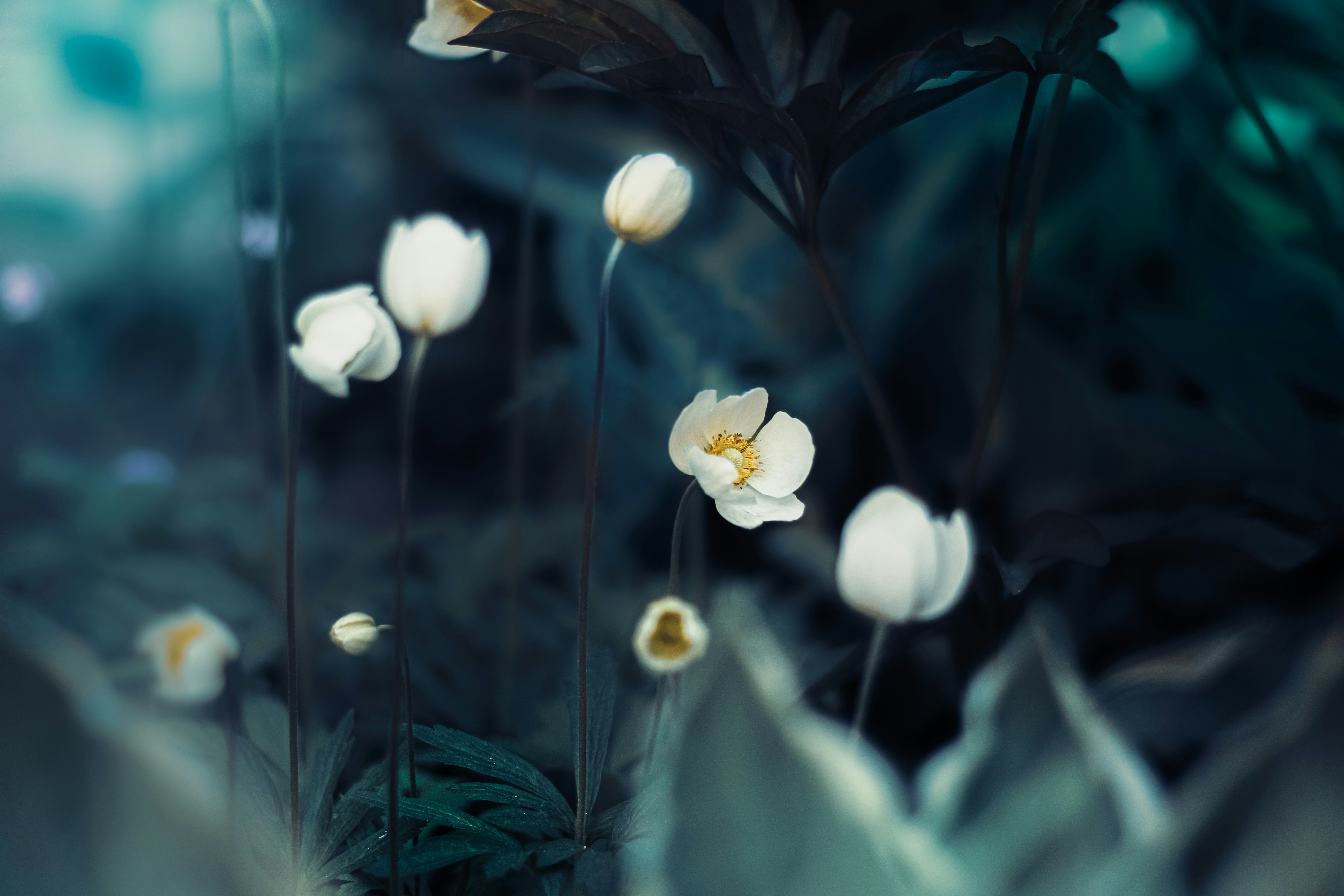 Photo by mineral_of_demon