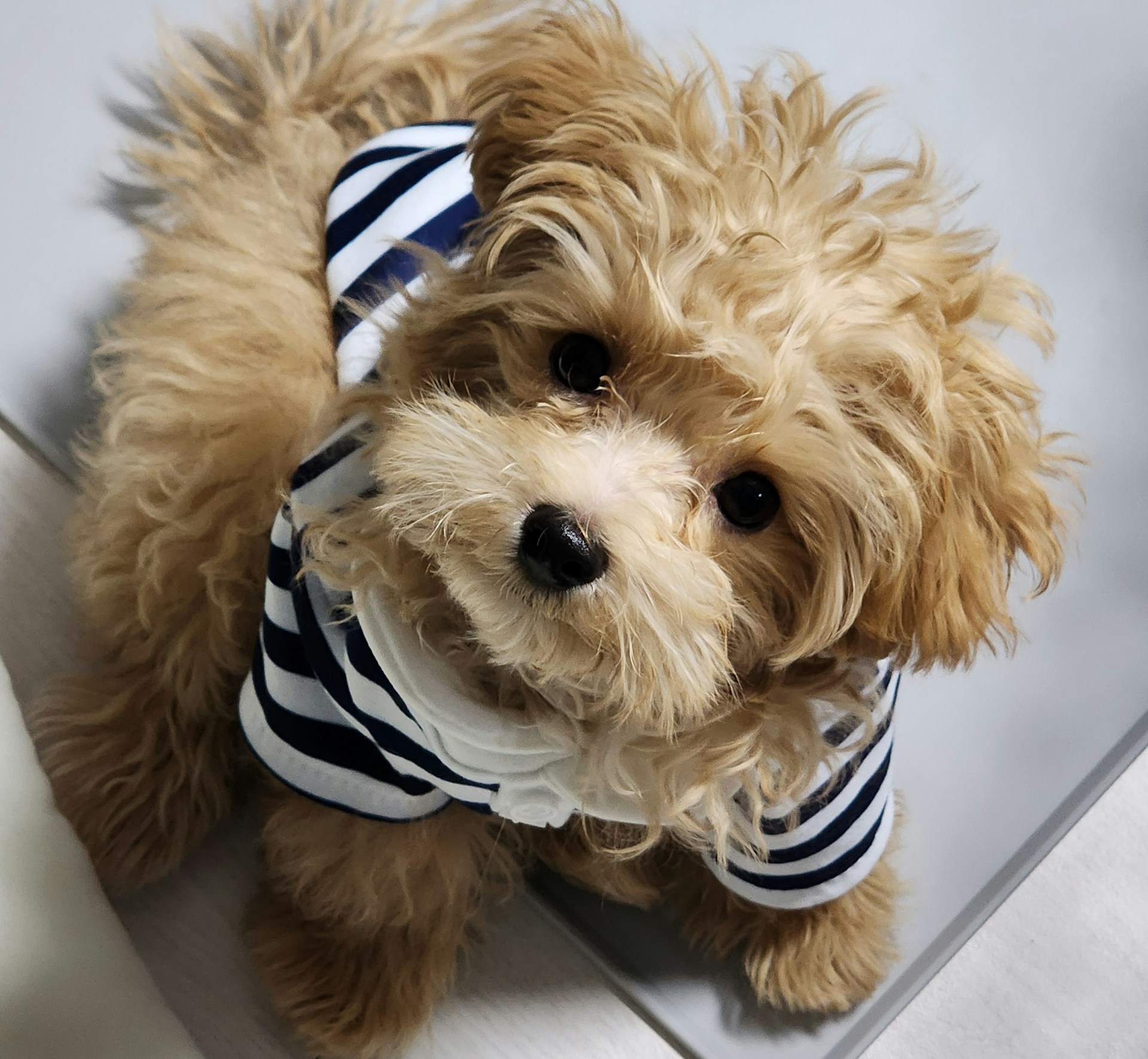 A small brown dog wearing a shirt and tie