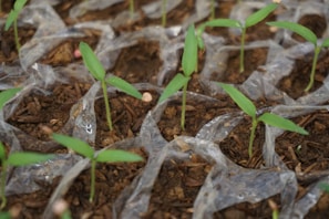A close up of small plants growing in dirt