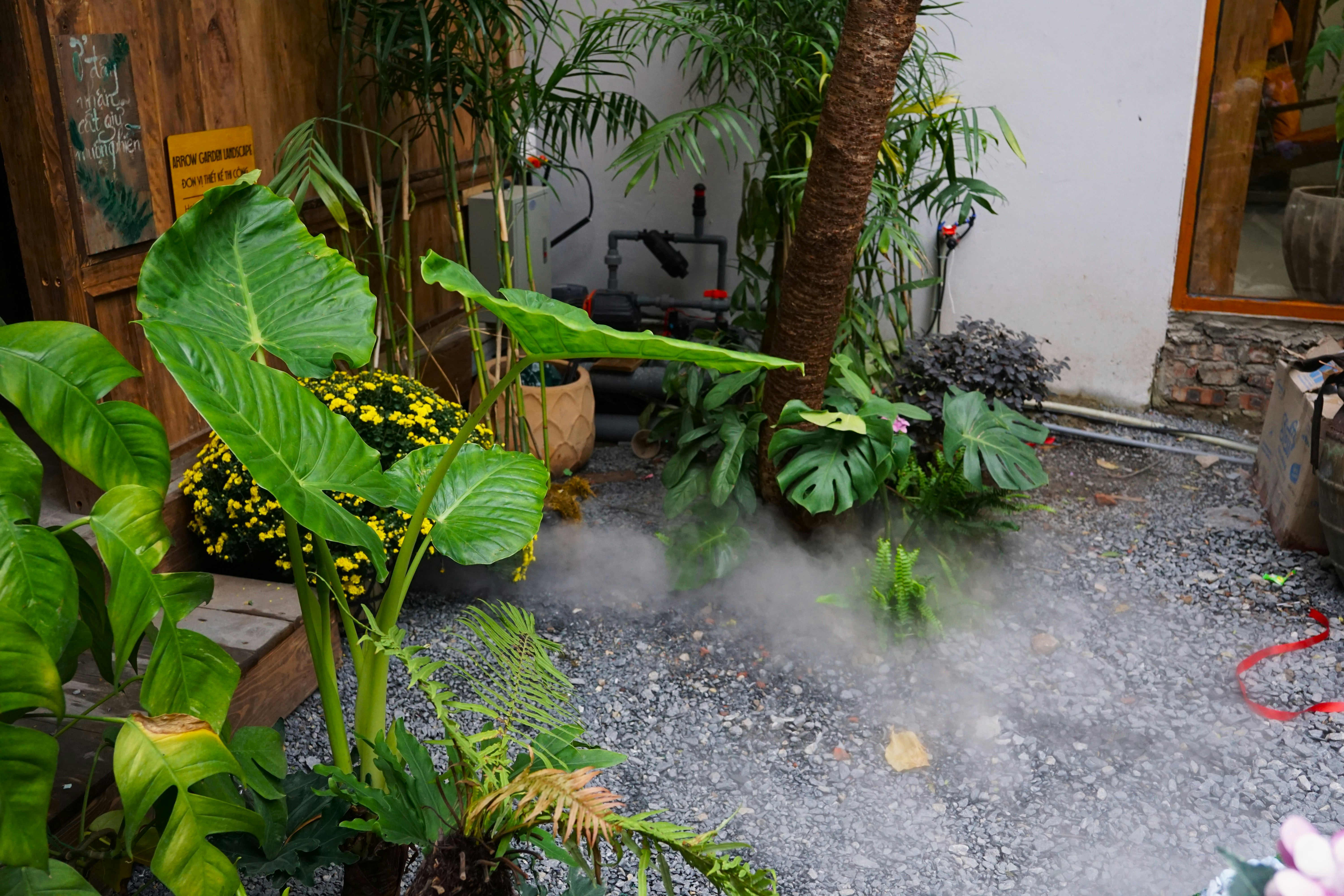 Healthy green potted plant with soil and water droplets on its leaves.
