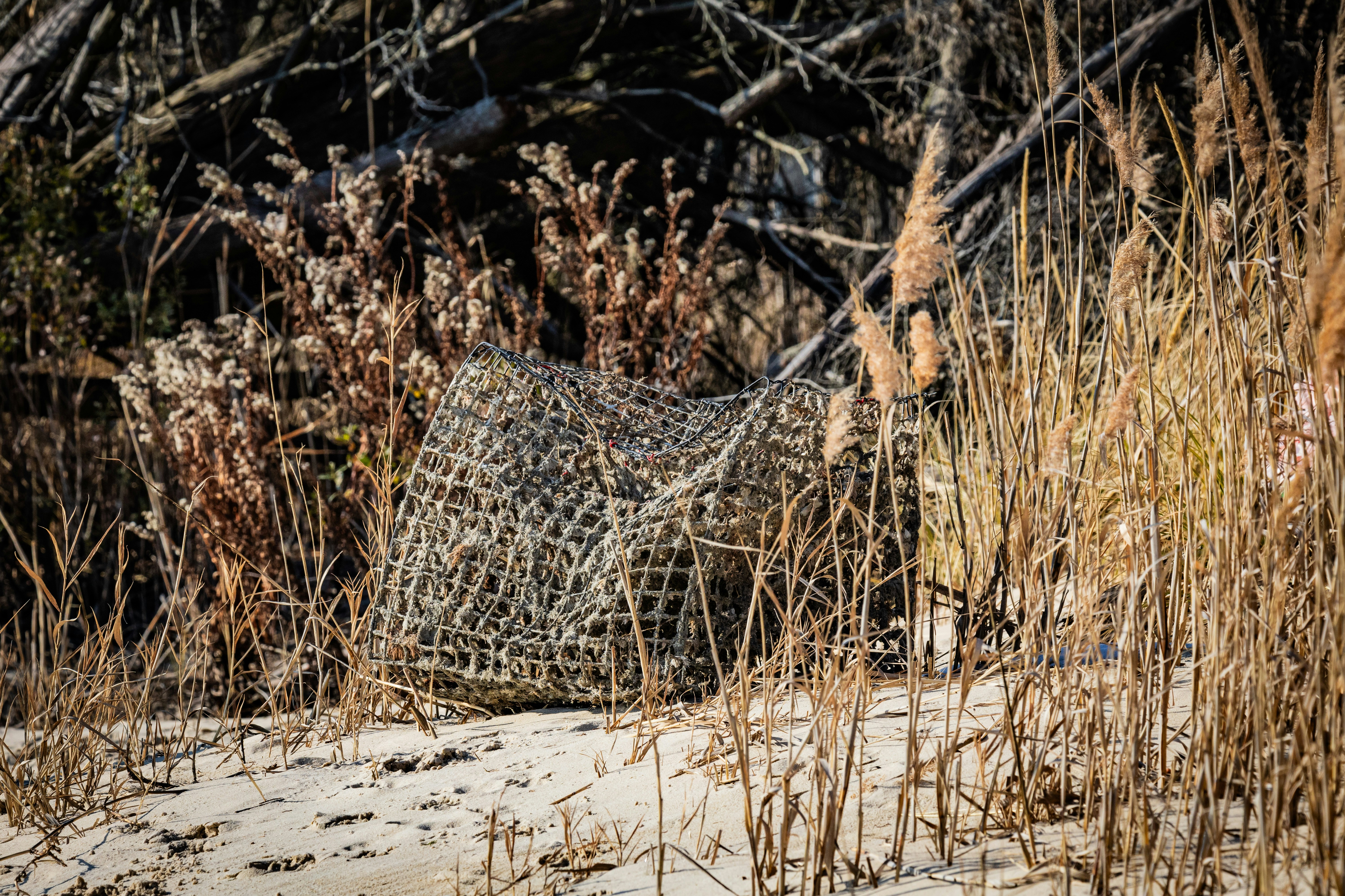 Threats to Survival: Poaching, Roads, and Fragmentation - Java Meru Betiri leopard population