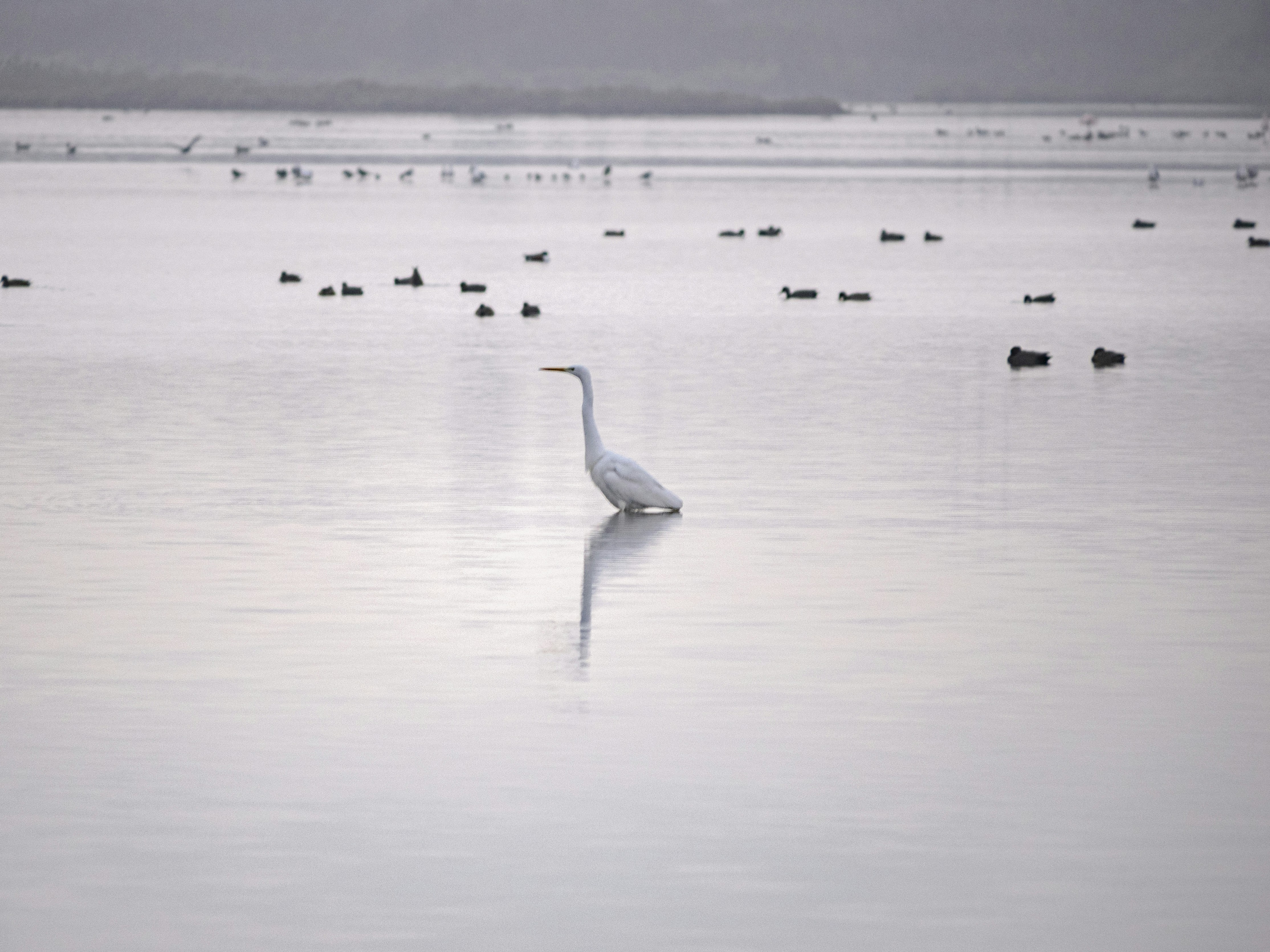 Photo by gopitri_prem