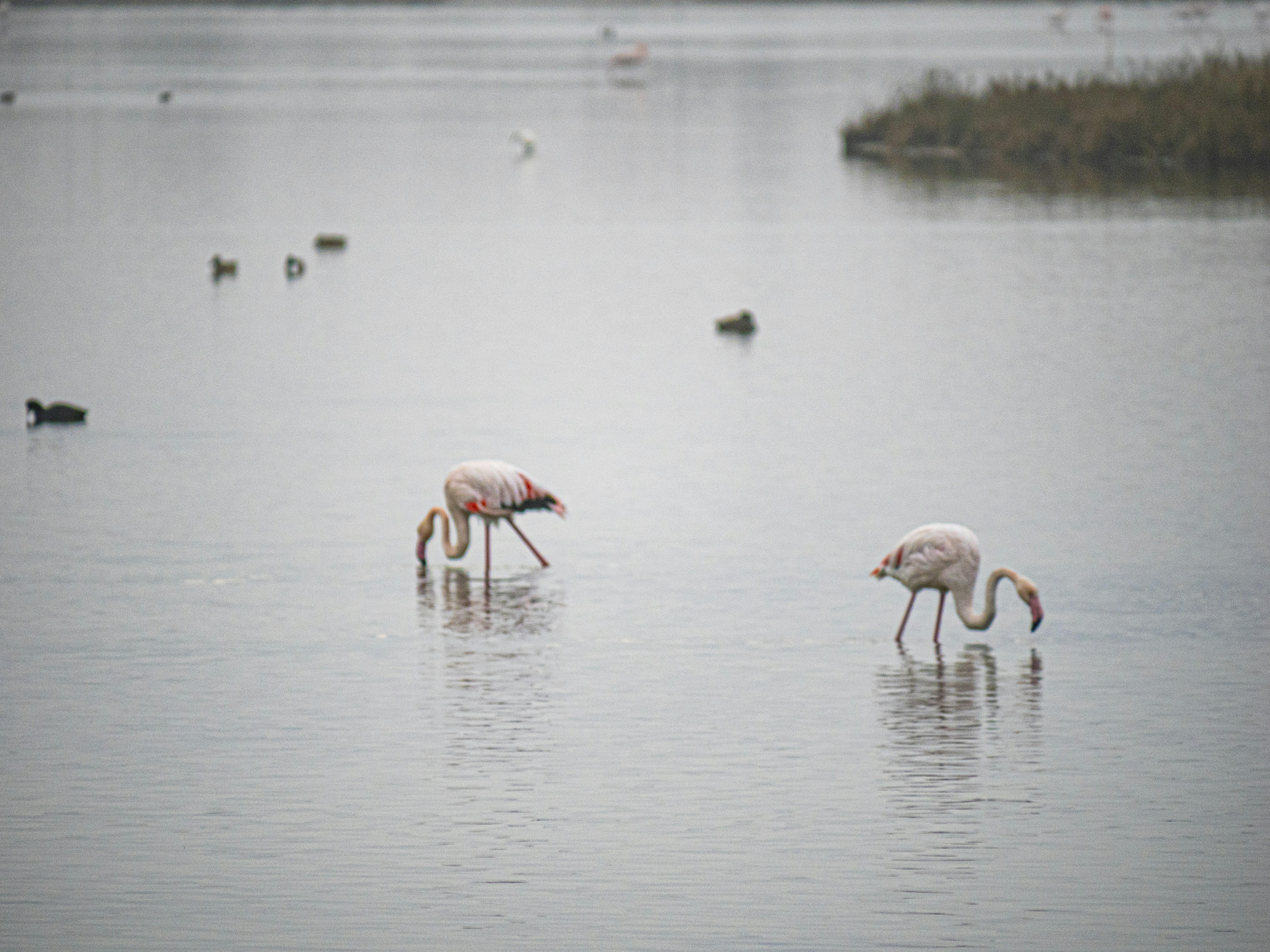 Photo by gopitri_prem